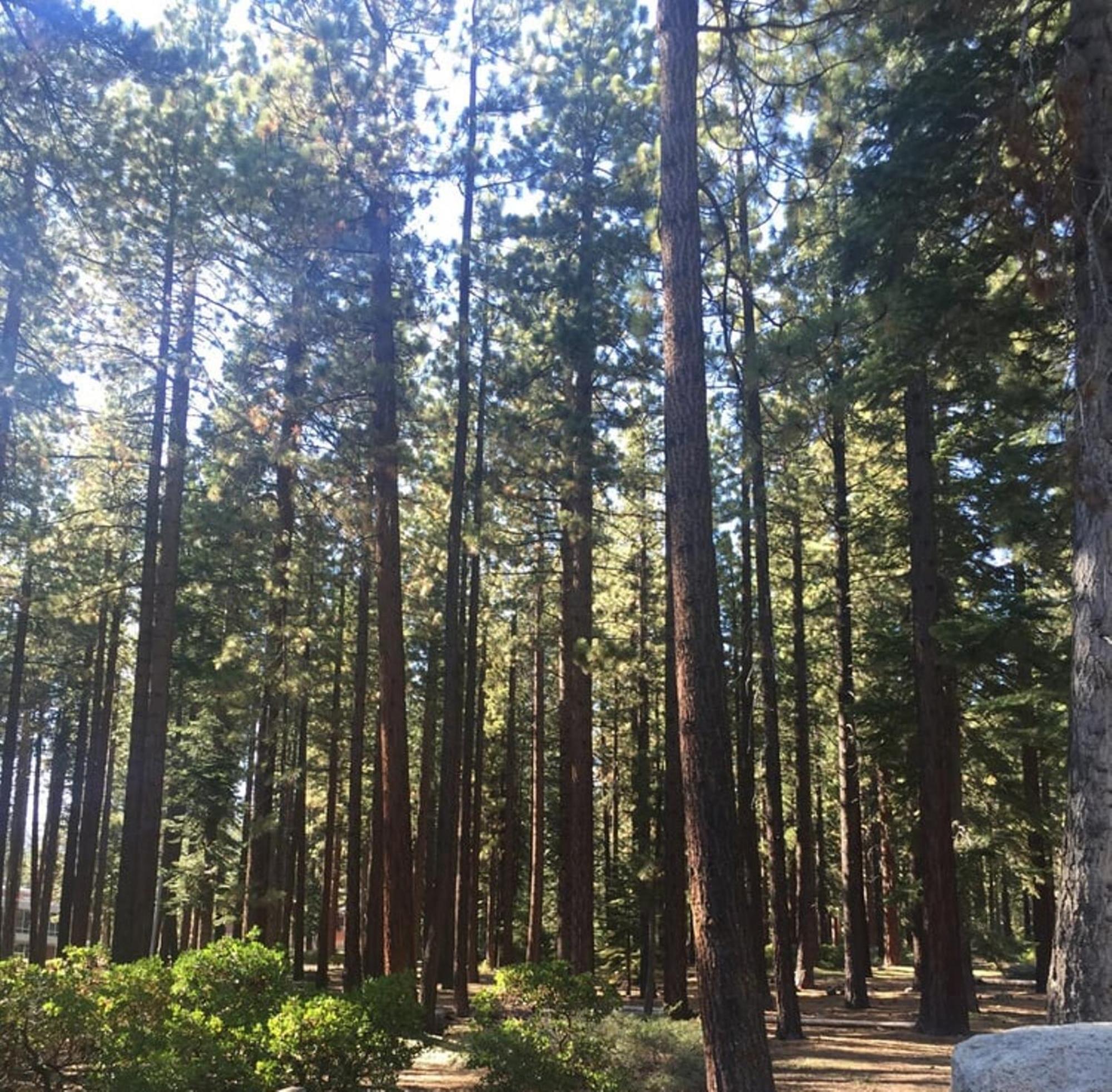 Lake Tahoe Vacations - Club Tahoe Resort - Property Image 24