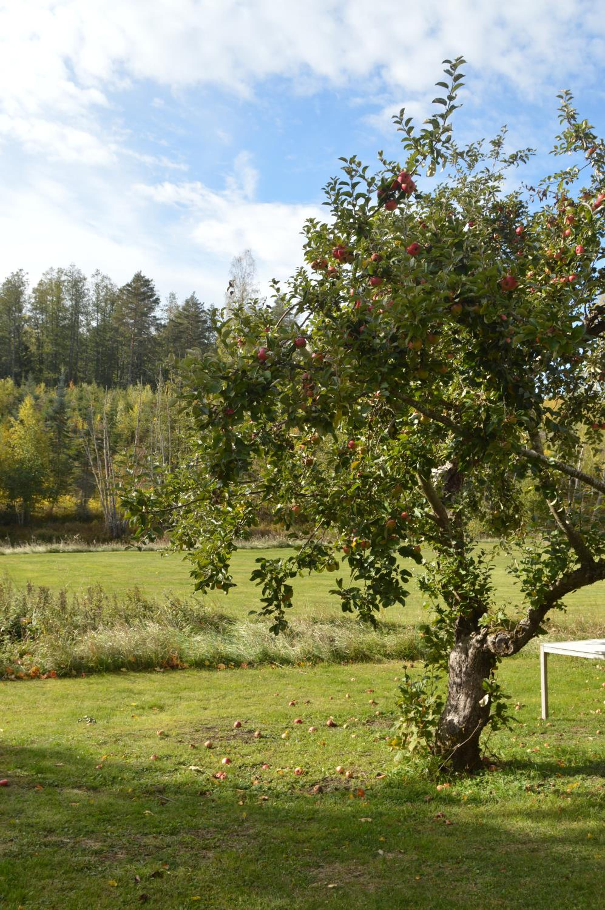 Ekengård - Image 3