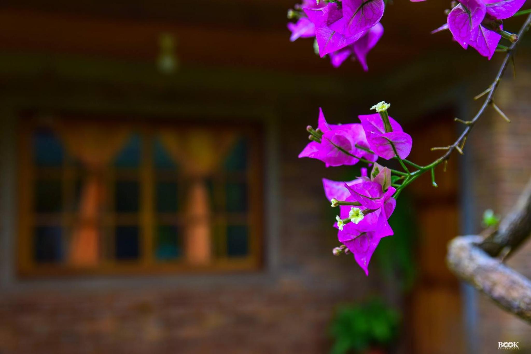 Hotel Las Azaleas