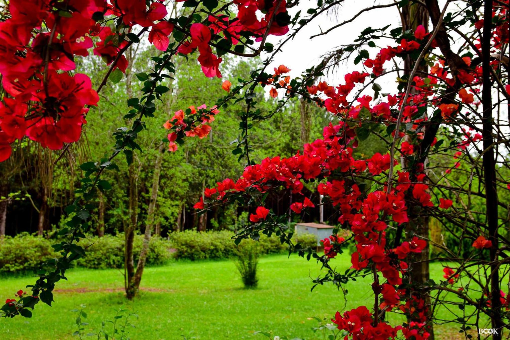 Hotel Las Azaleas