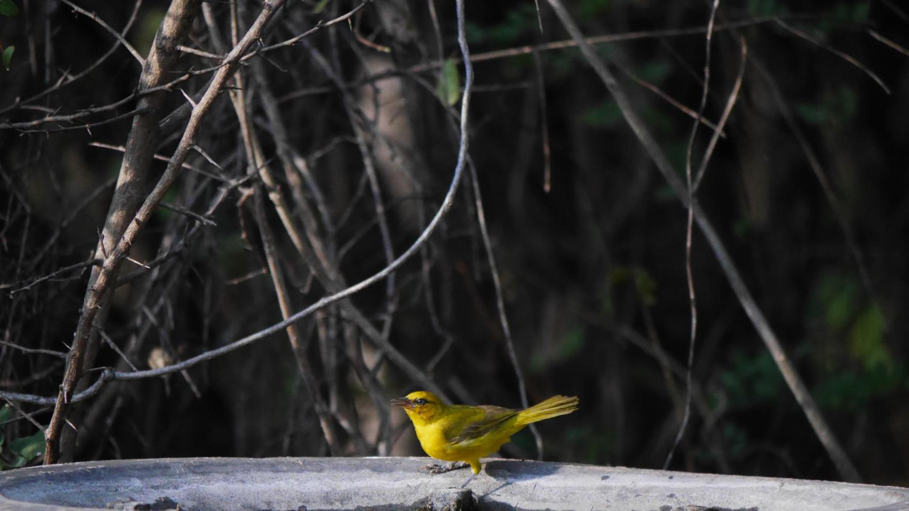 Munga Eco-Lodge