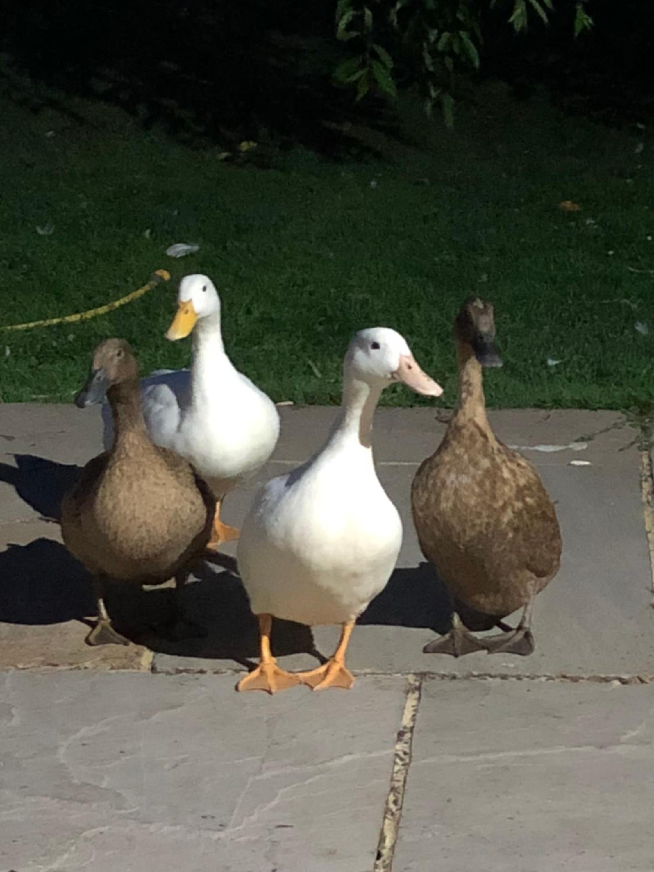 Basingstoke Vacations - West View Lodge - Property Image 3