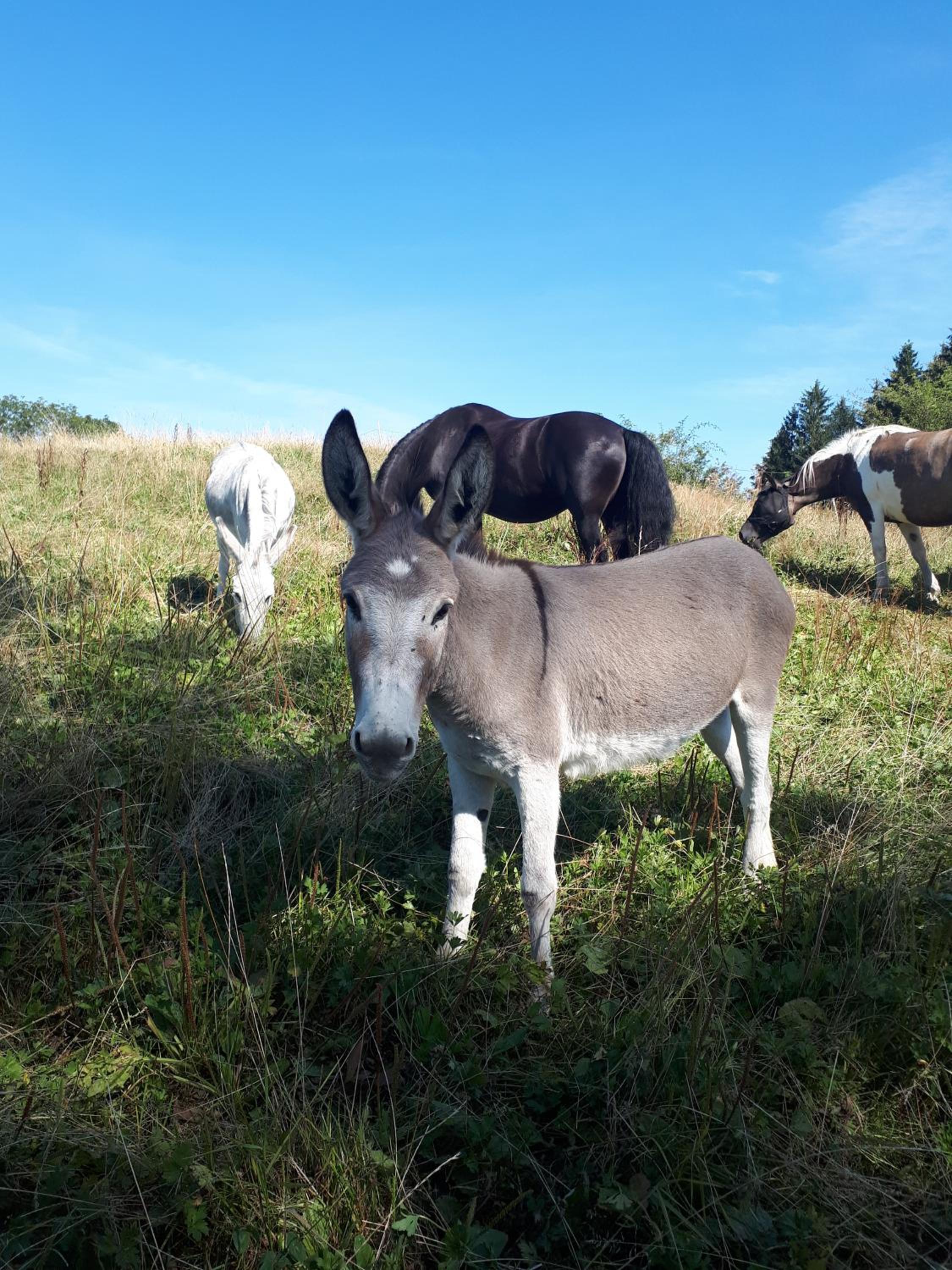 Ferienhof AllgäuMax