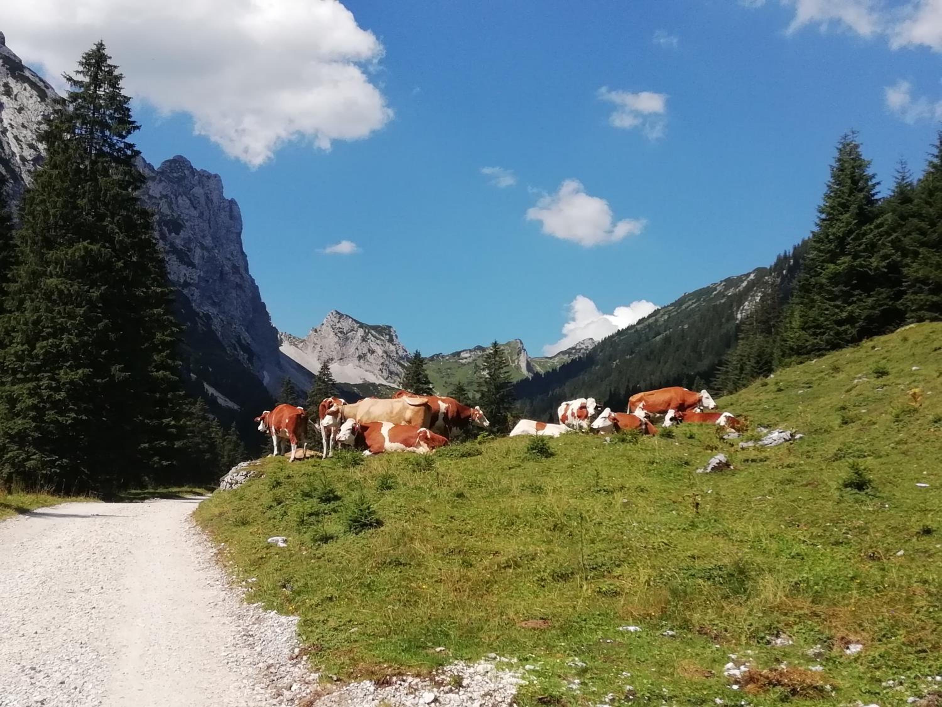 Gästehaus Alpenblick