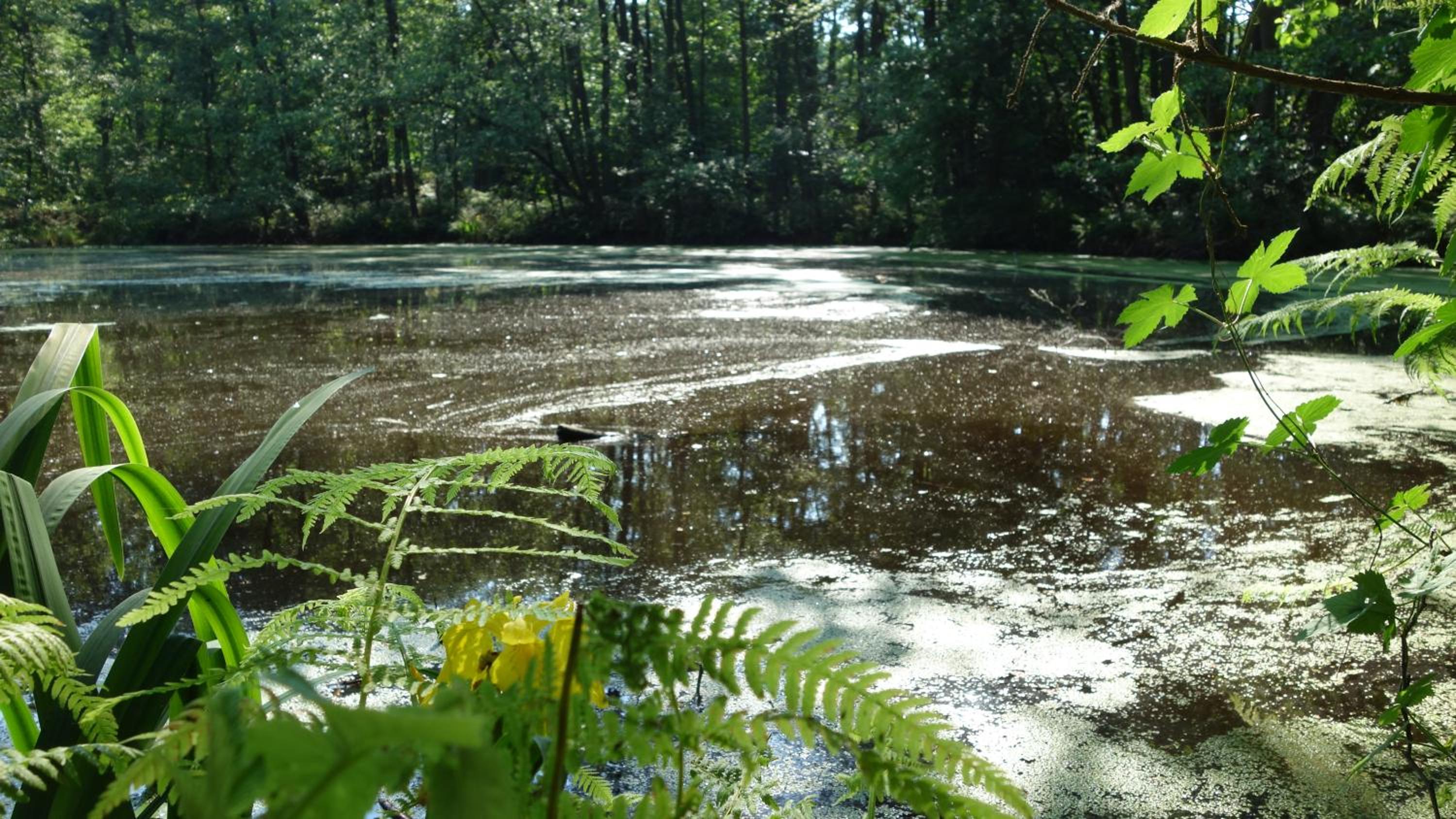 Wassermuhle Eldingen - Property Image 24