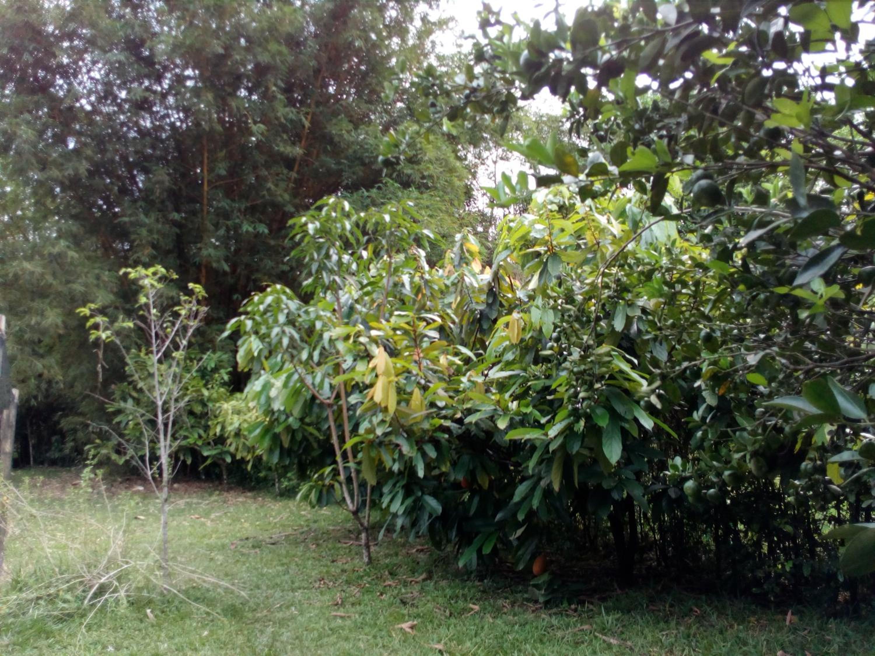 Photo 49
