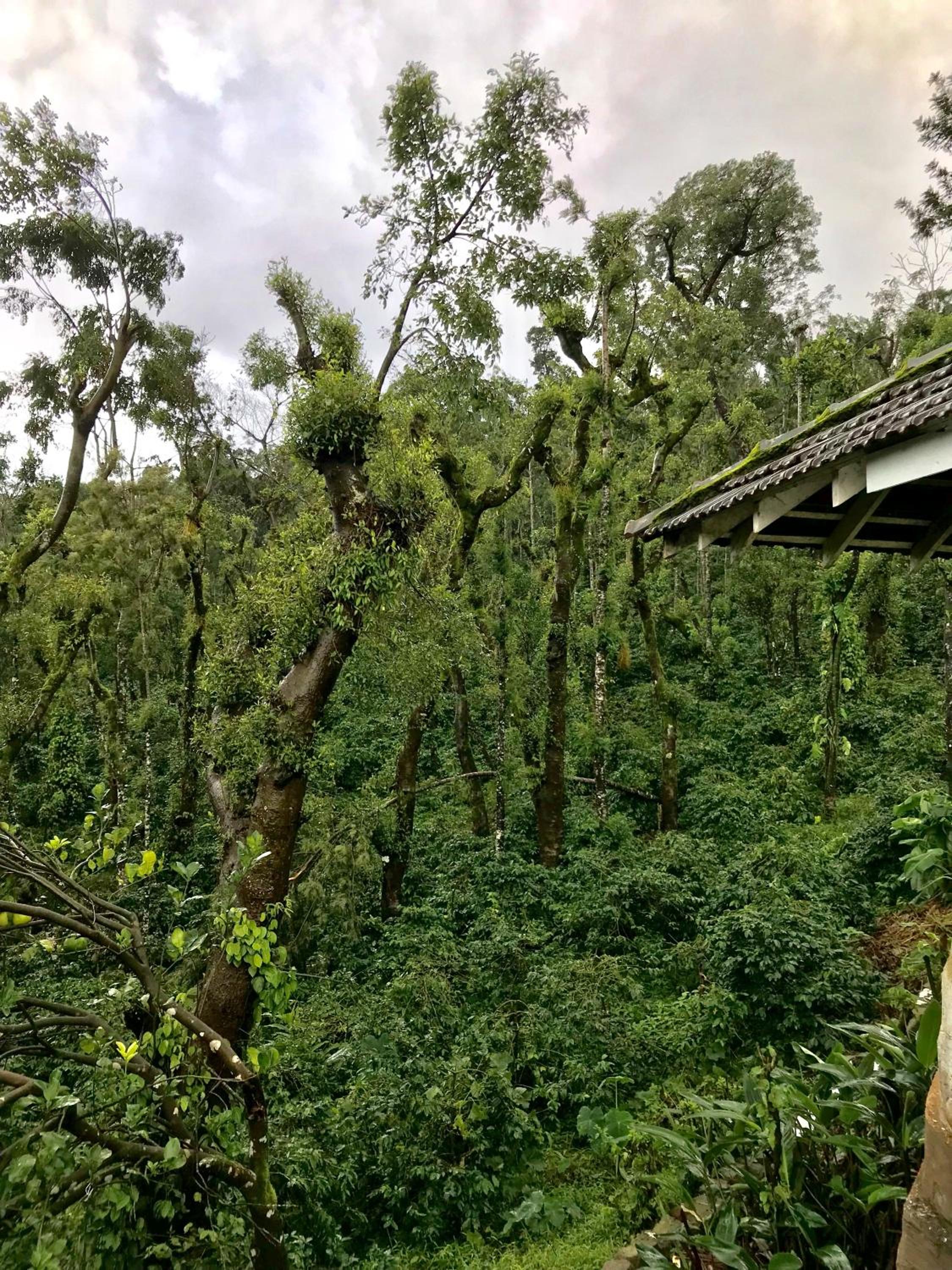 Shreegandha Homestay view 5