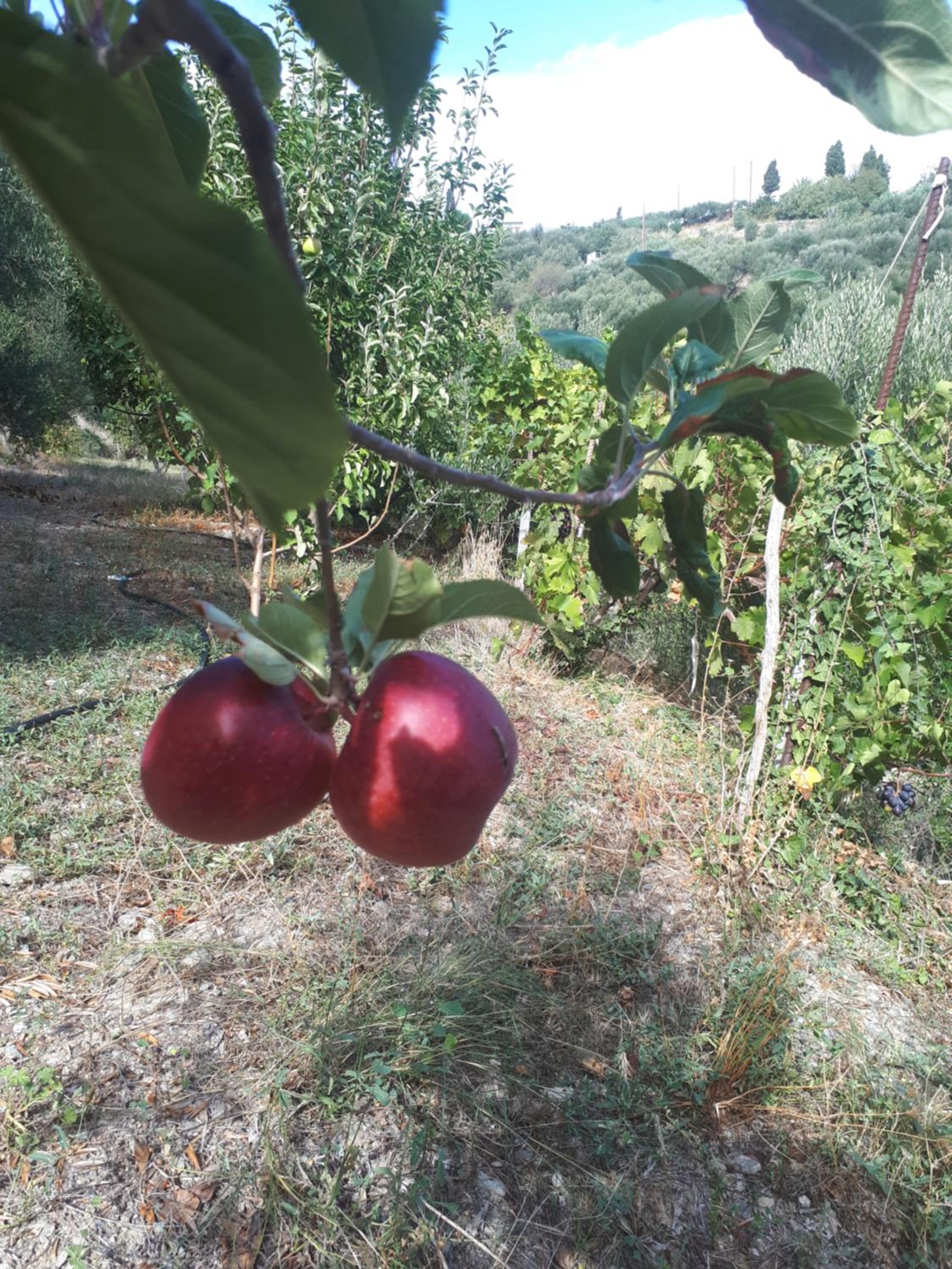 Photo 44