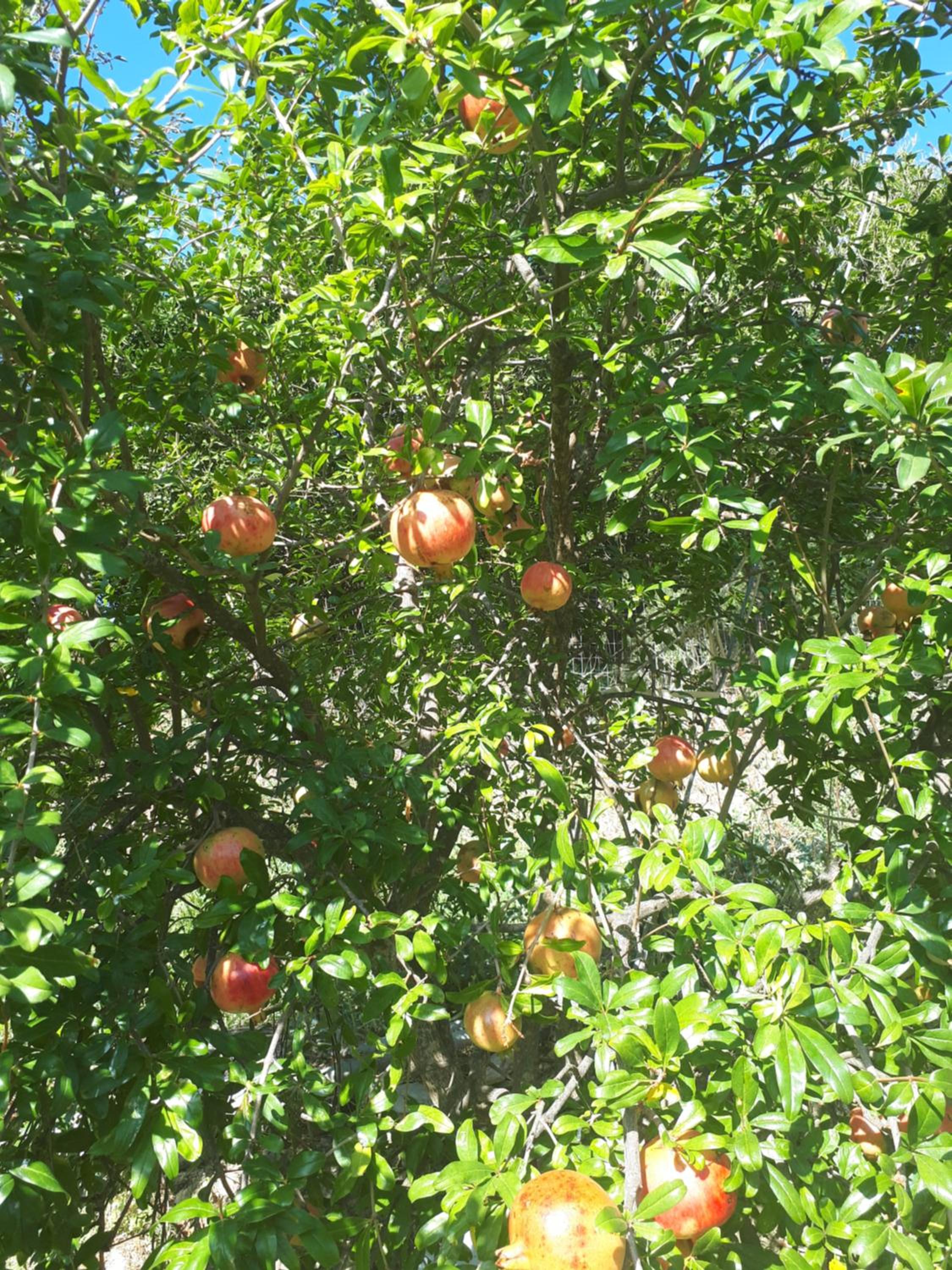 Photo 48