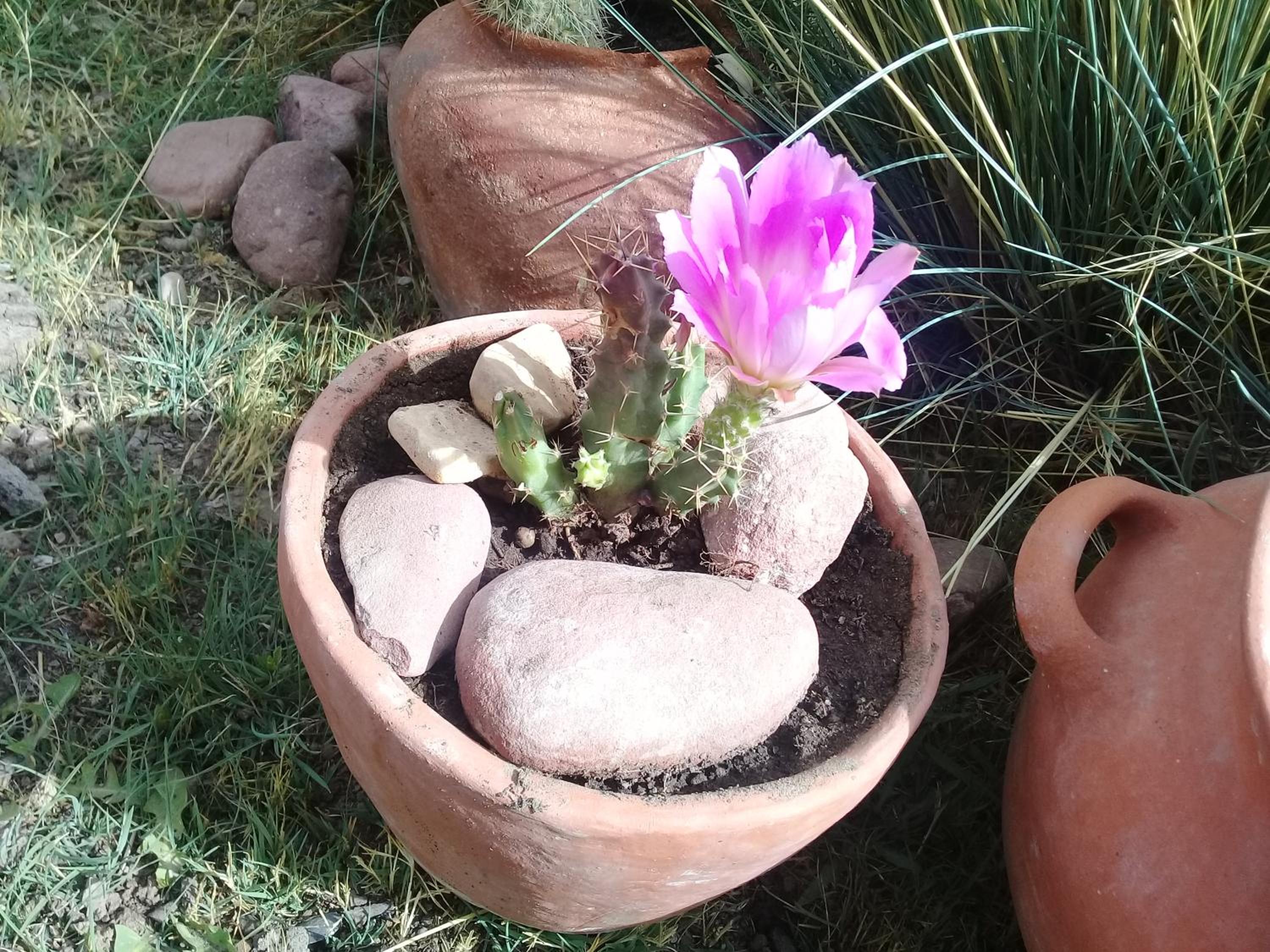 Cabaña El Cardón,casita en el campo quebradeño