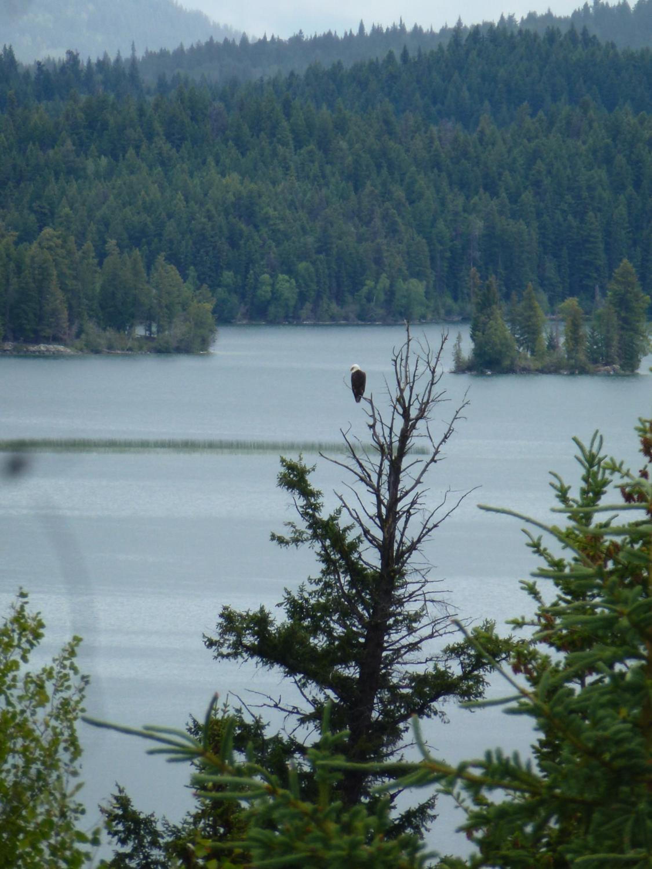 Little Black Bear Lodge/B&B