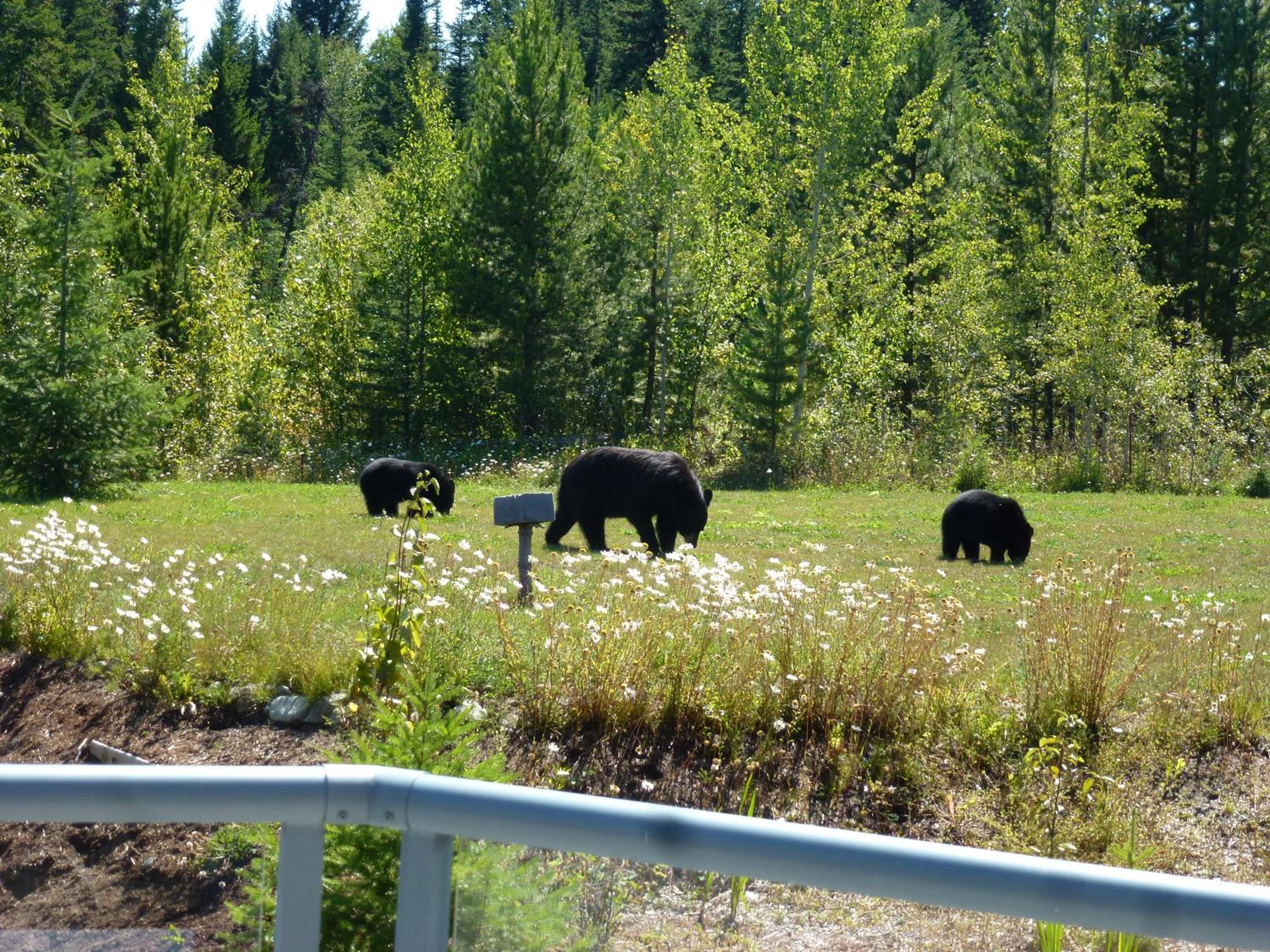 Little Black Bear Lodge/B&B