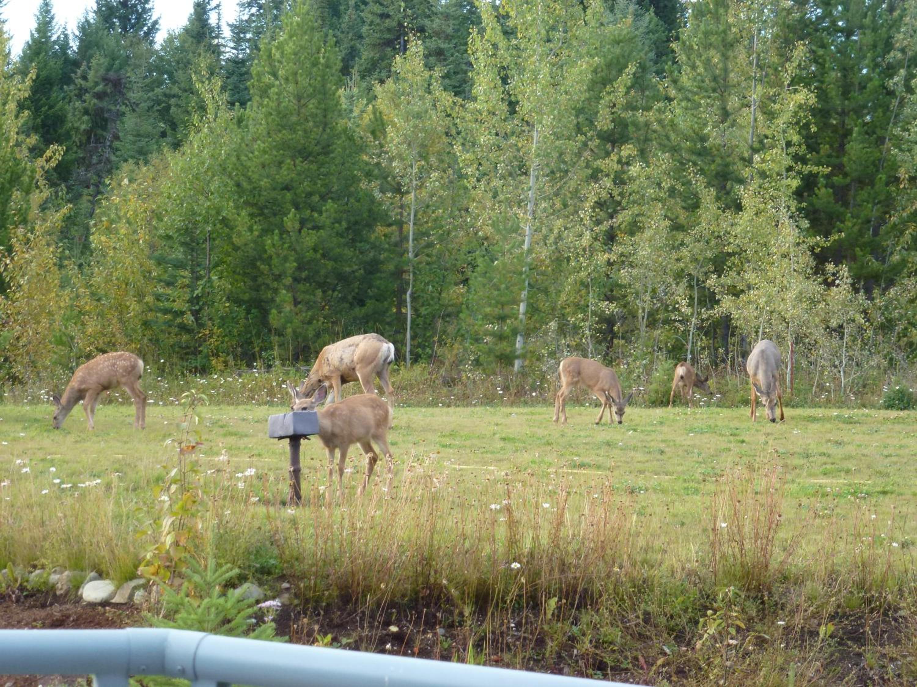 Little Black Bear Lodge/B&B