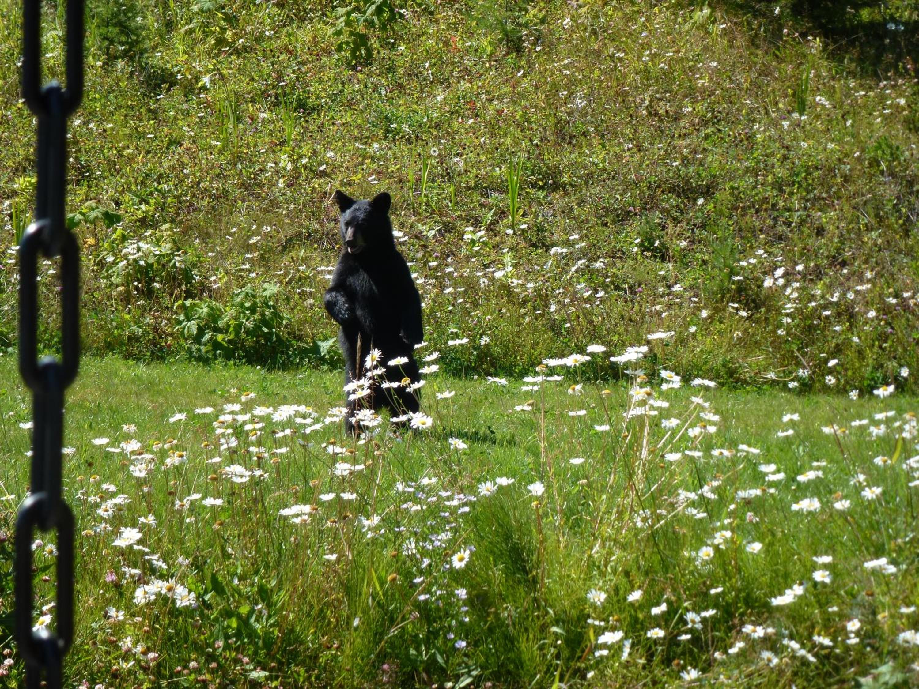 Little Black Bear Lodge/B&B