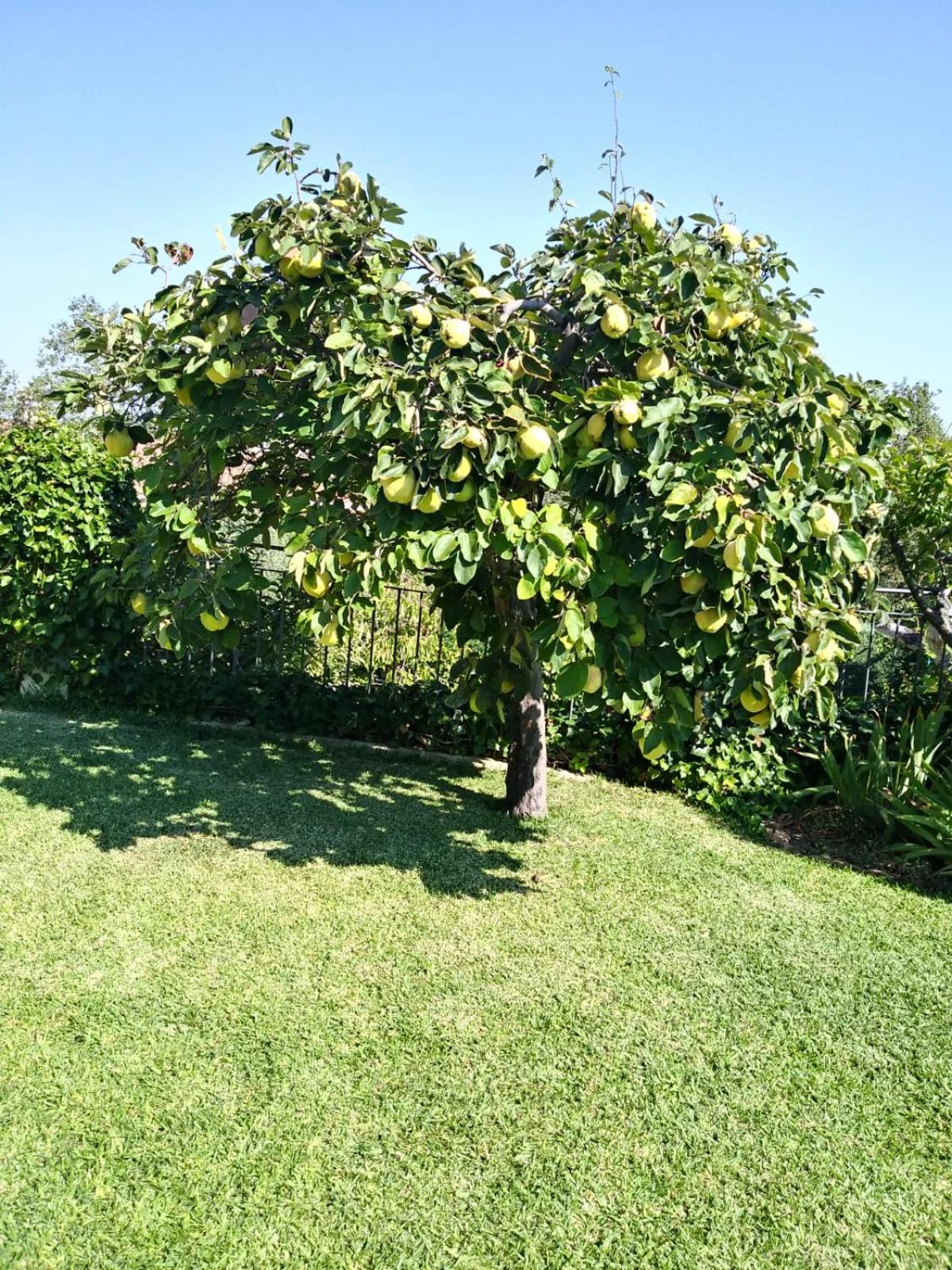 Photo 51