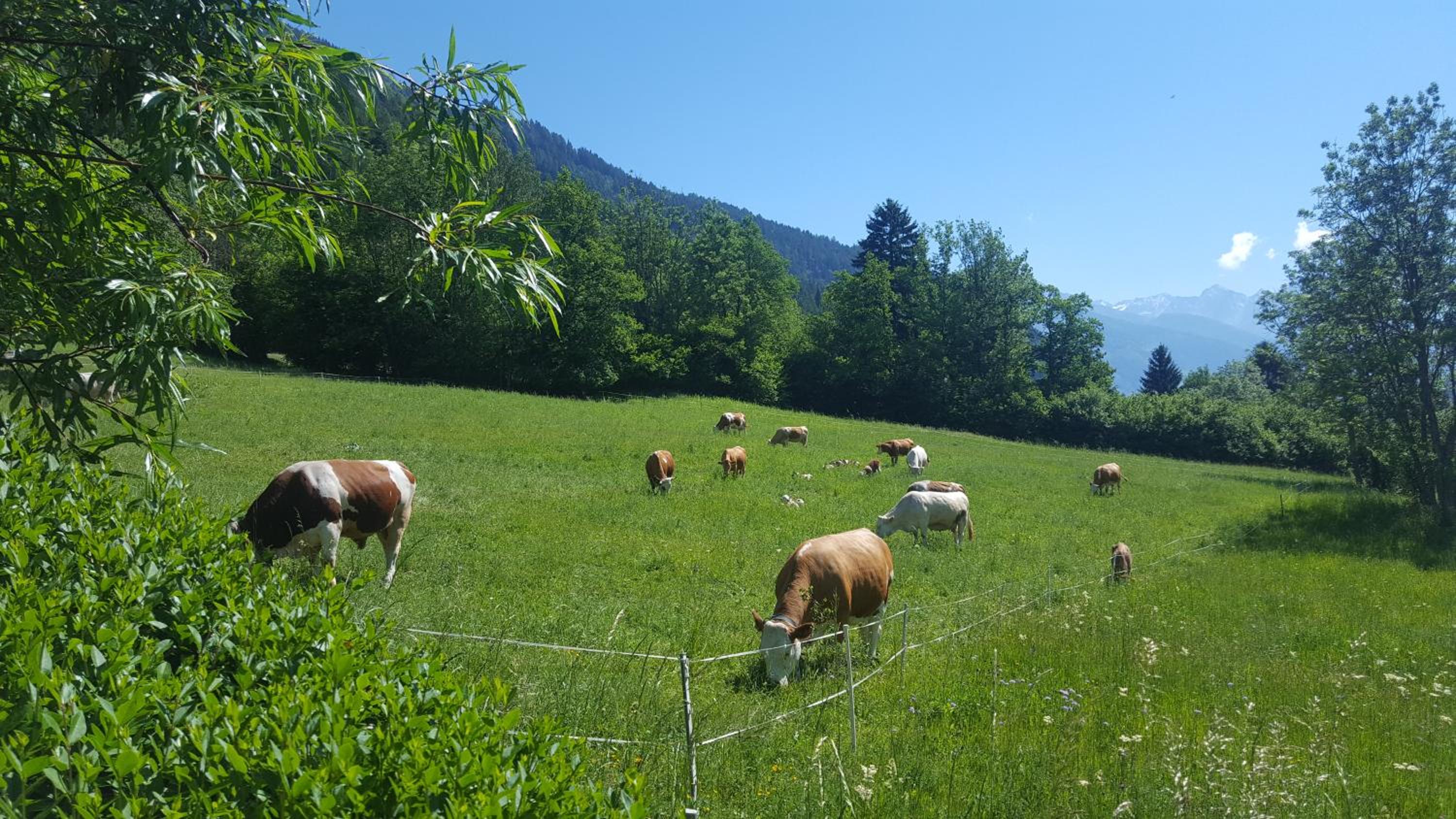 Haus Hasslacher