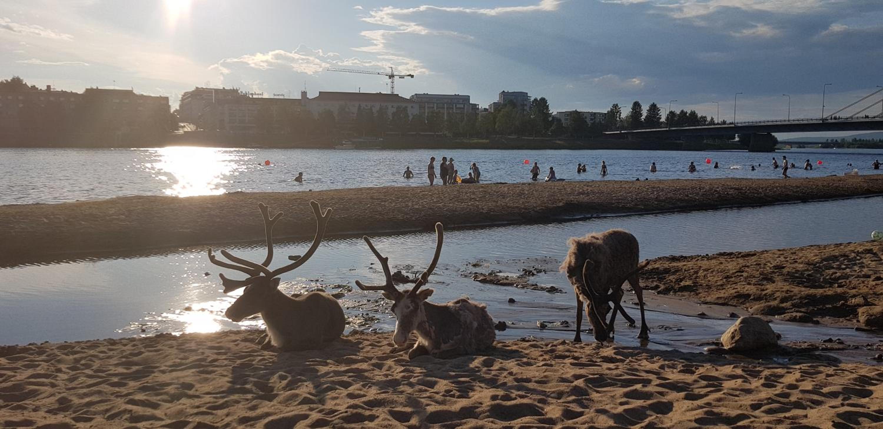 Kismet By BookLapland