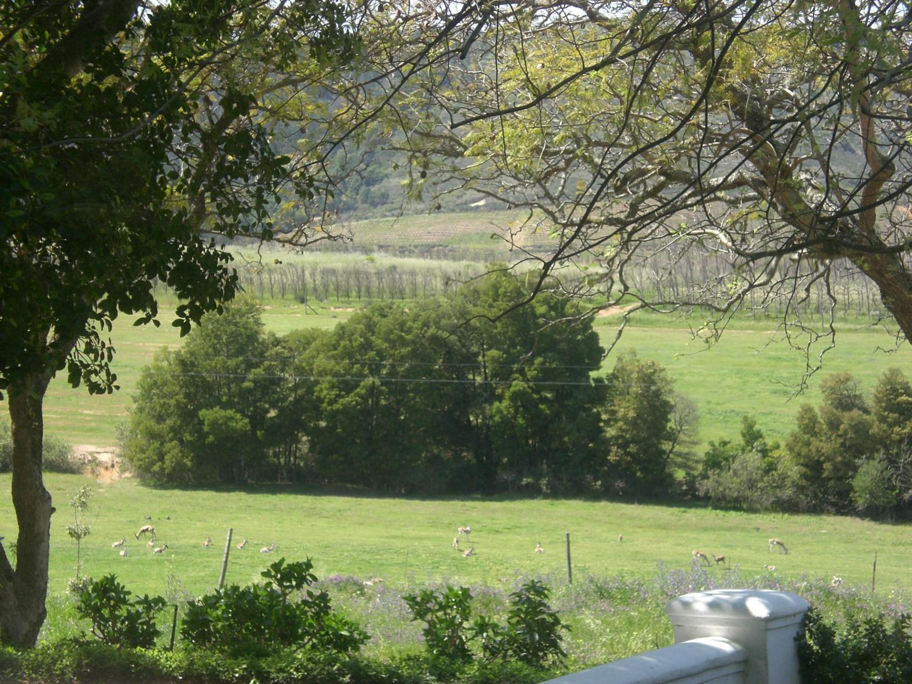 Winelands guest room
