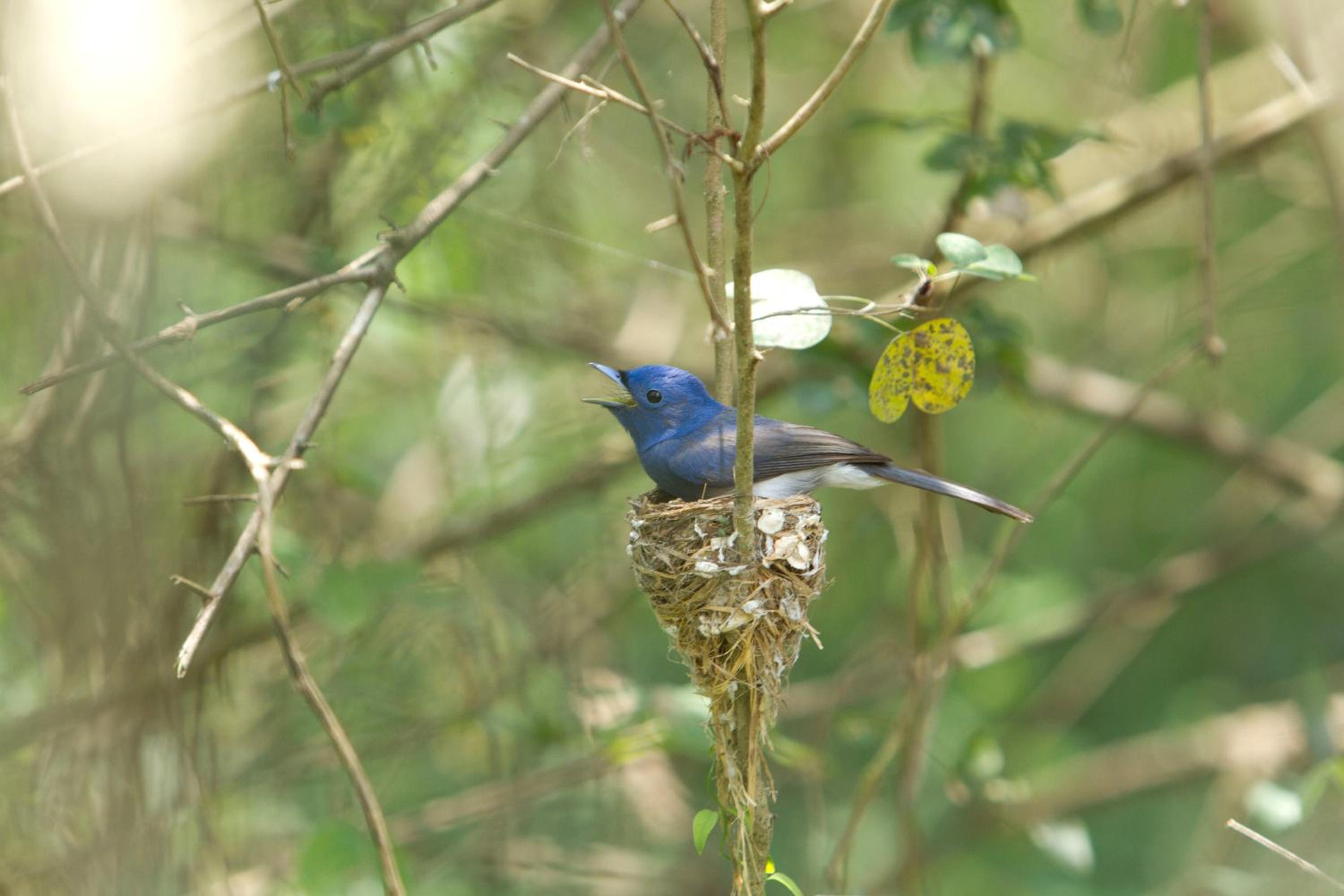 Mahoora Wilpattu - by Eco Team