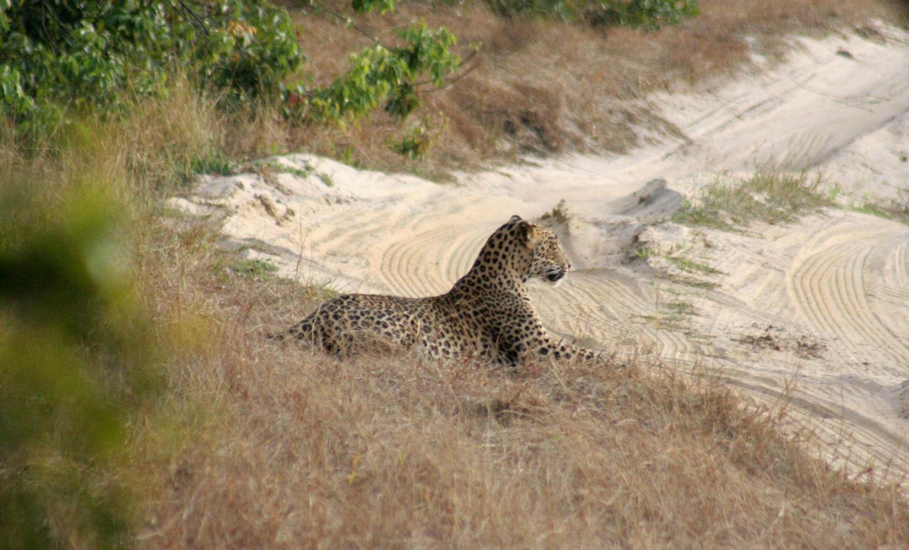 Mahoora Wilpattu - by Eco Team