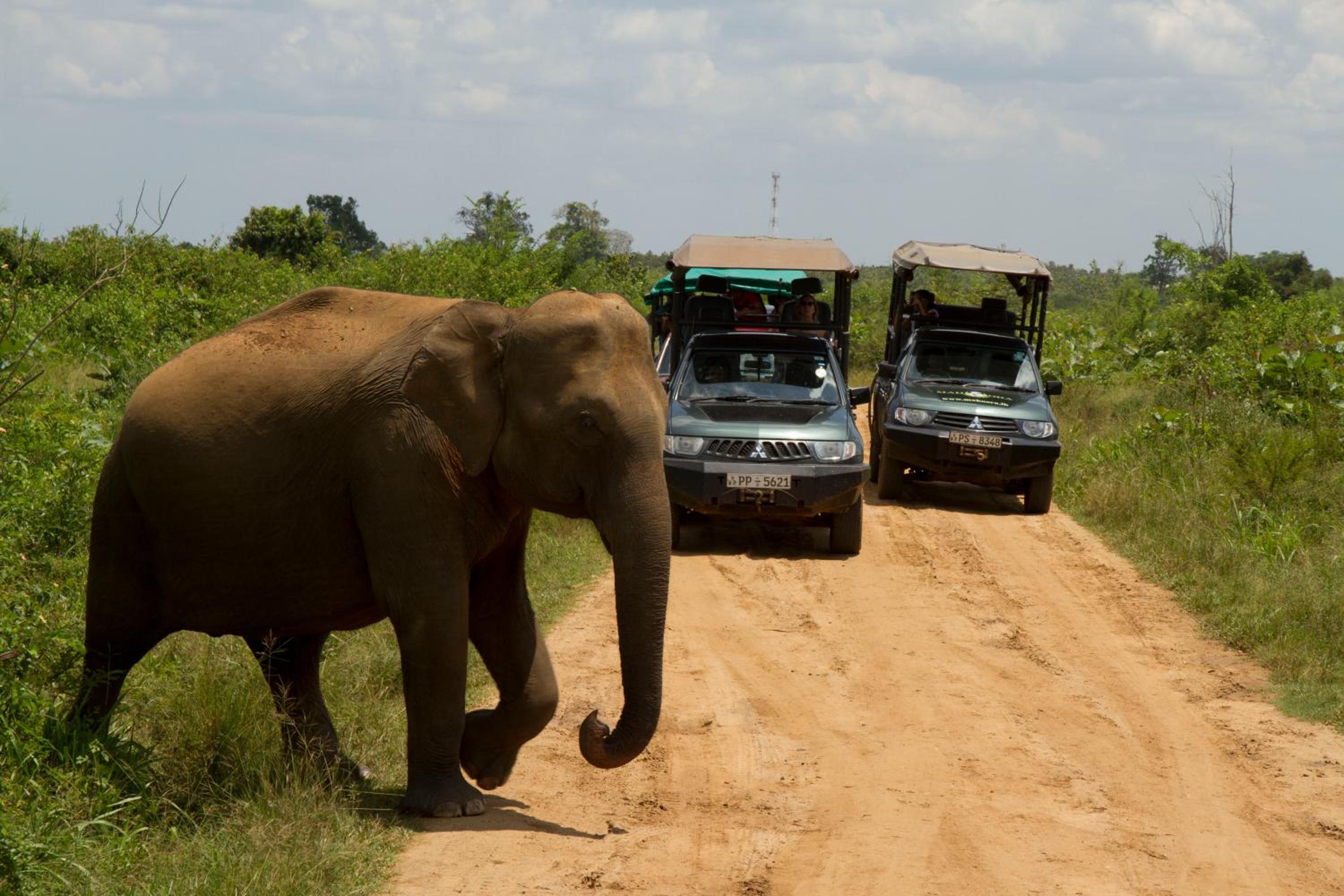Mahoora Udawalawe - by Eco Team