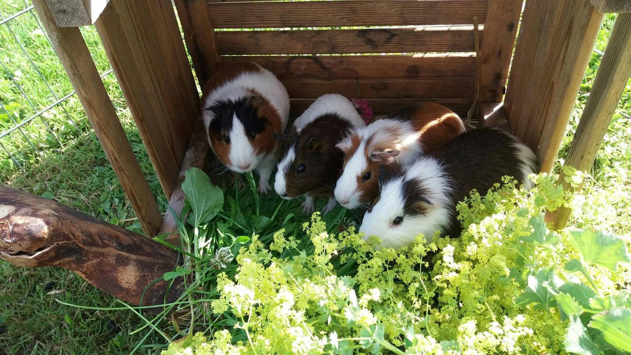 Familienbauernhof Köss Schertler