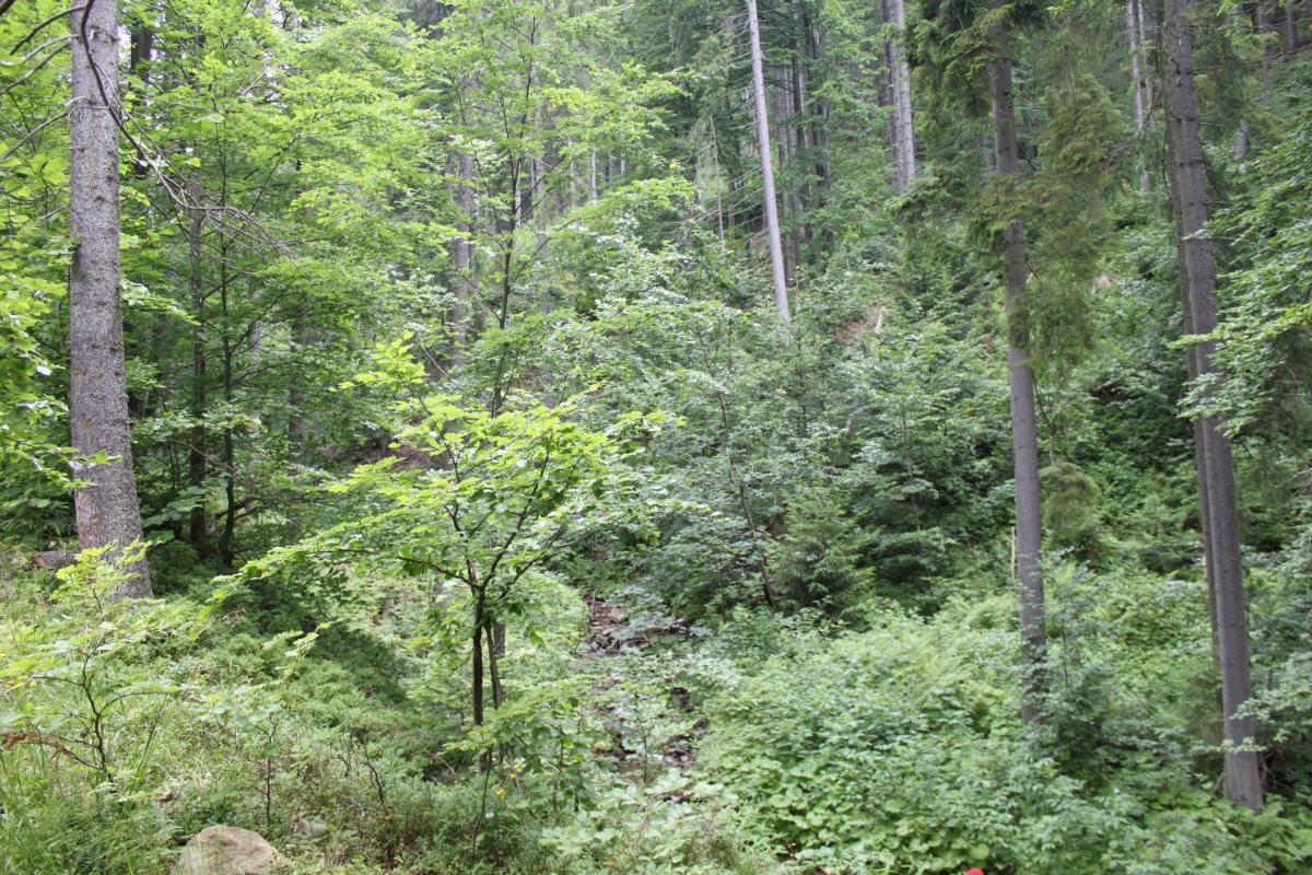 Photo 56