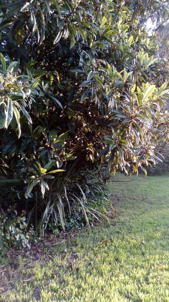 Rancho Apar T -