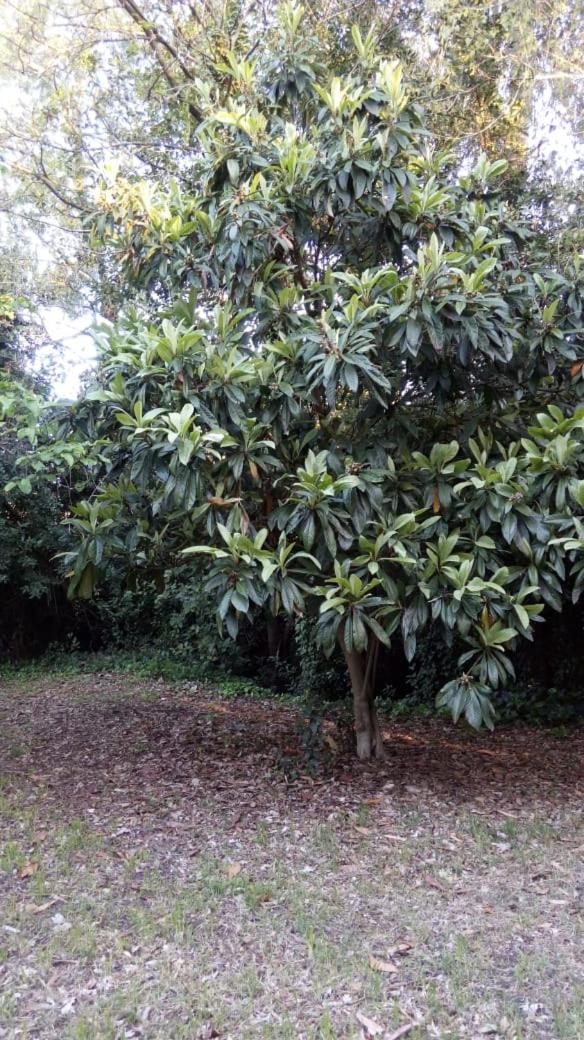 Rancho Apar T -