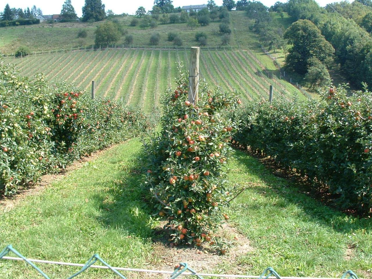 Apfelhof Flieder