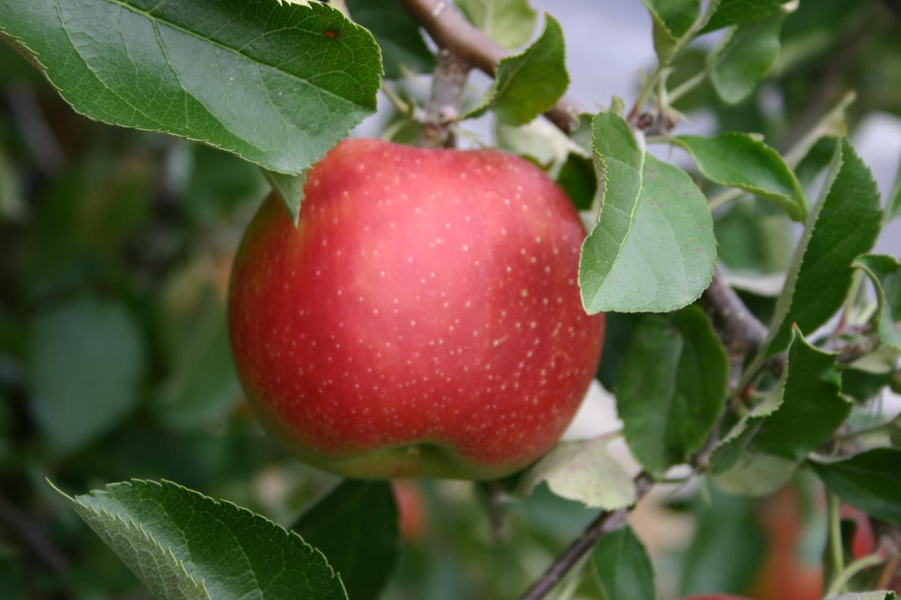 Apfelhof Flieder