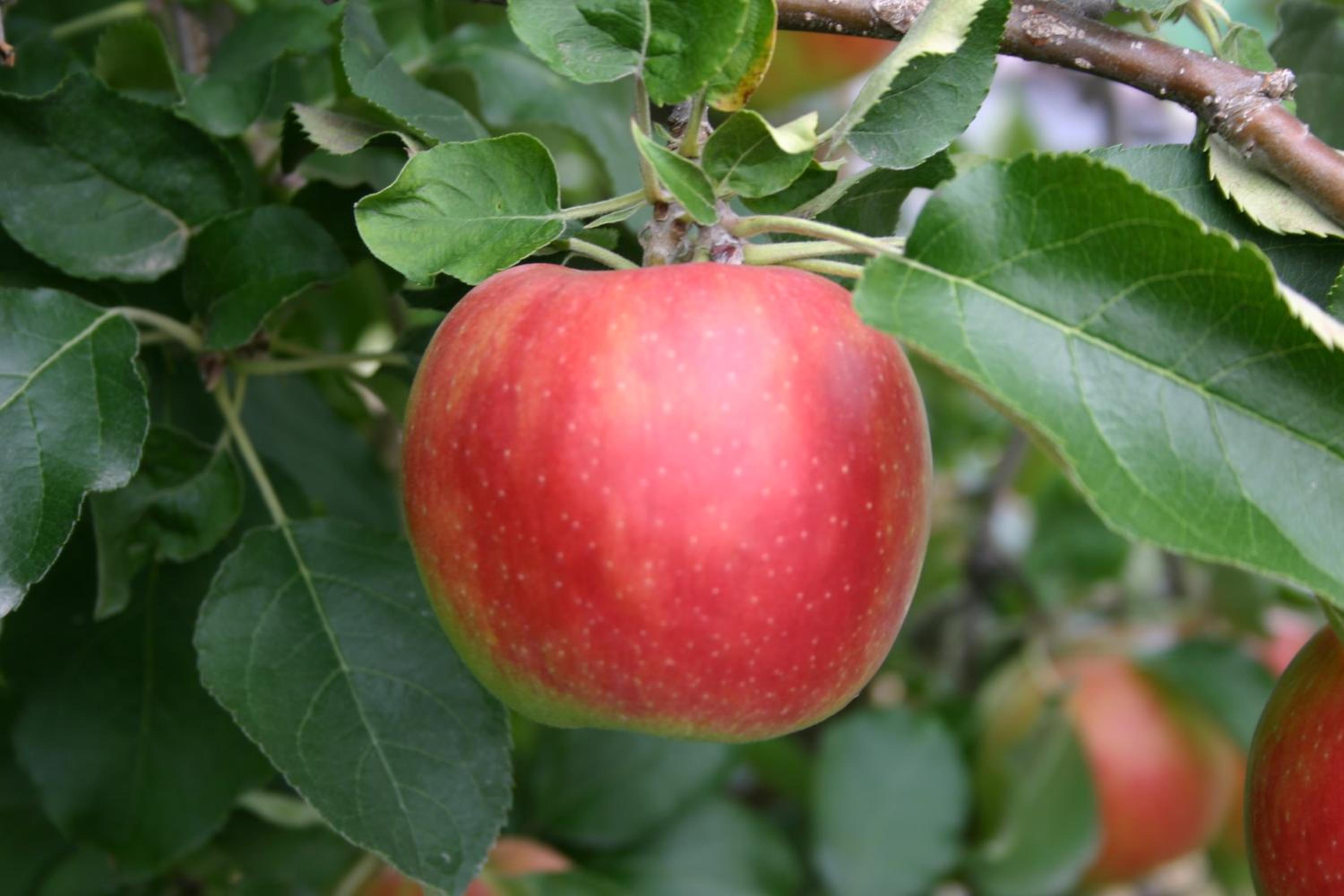 Apfelhof Flieder