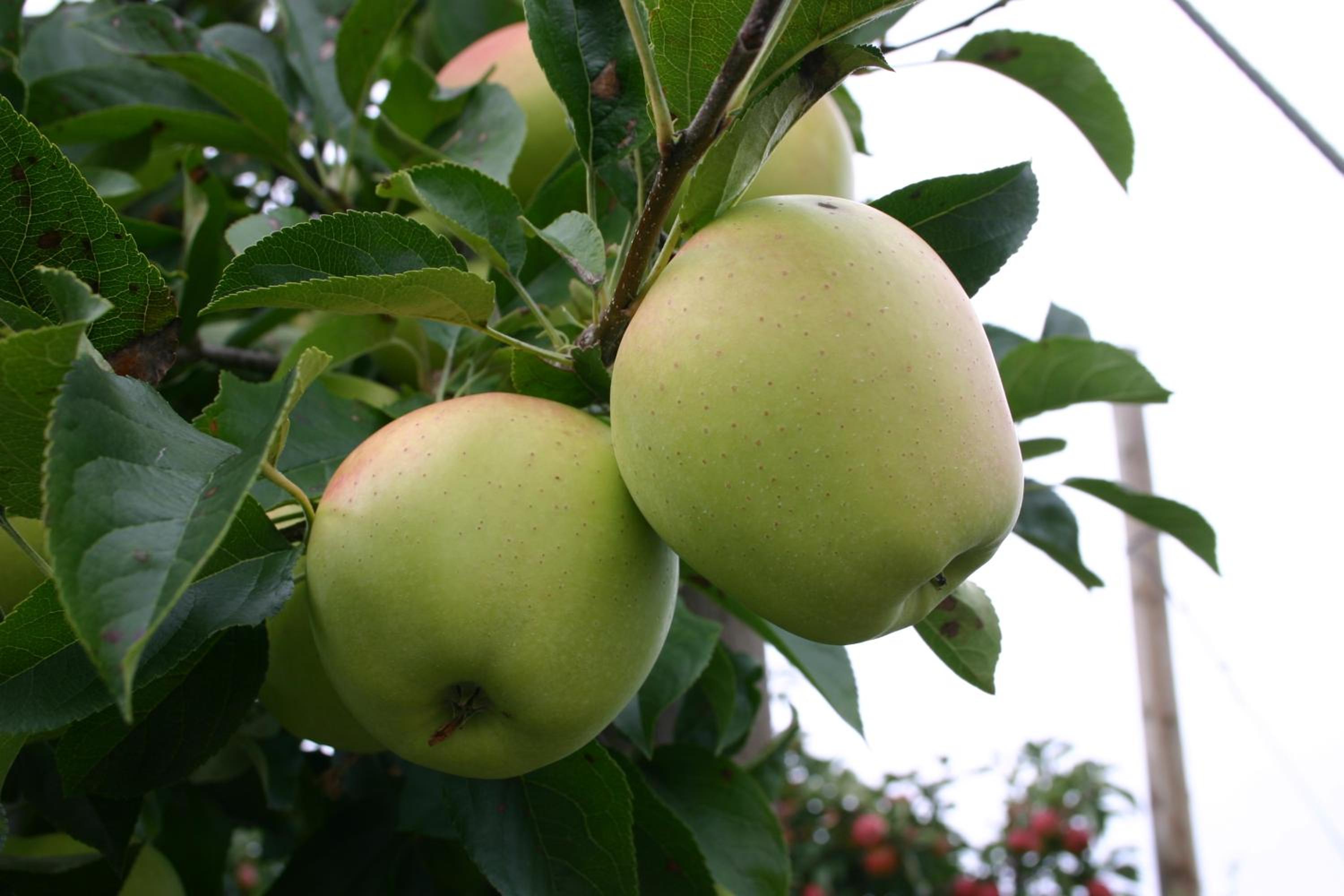 Apfelhof Flieder