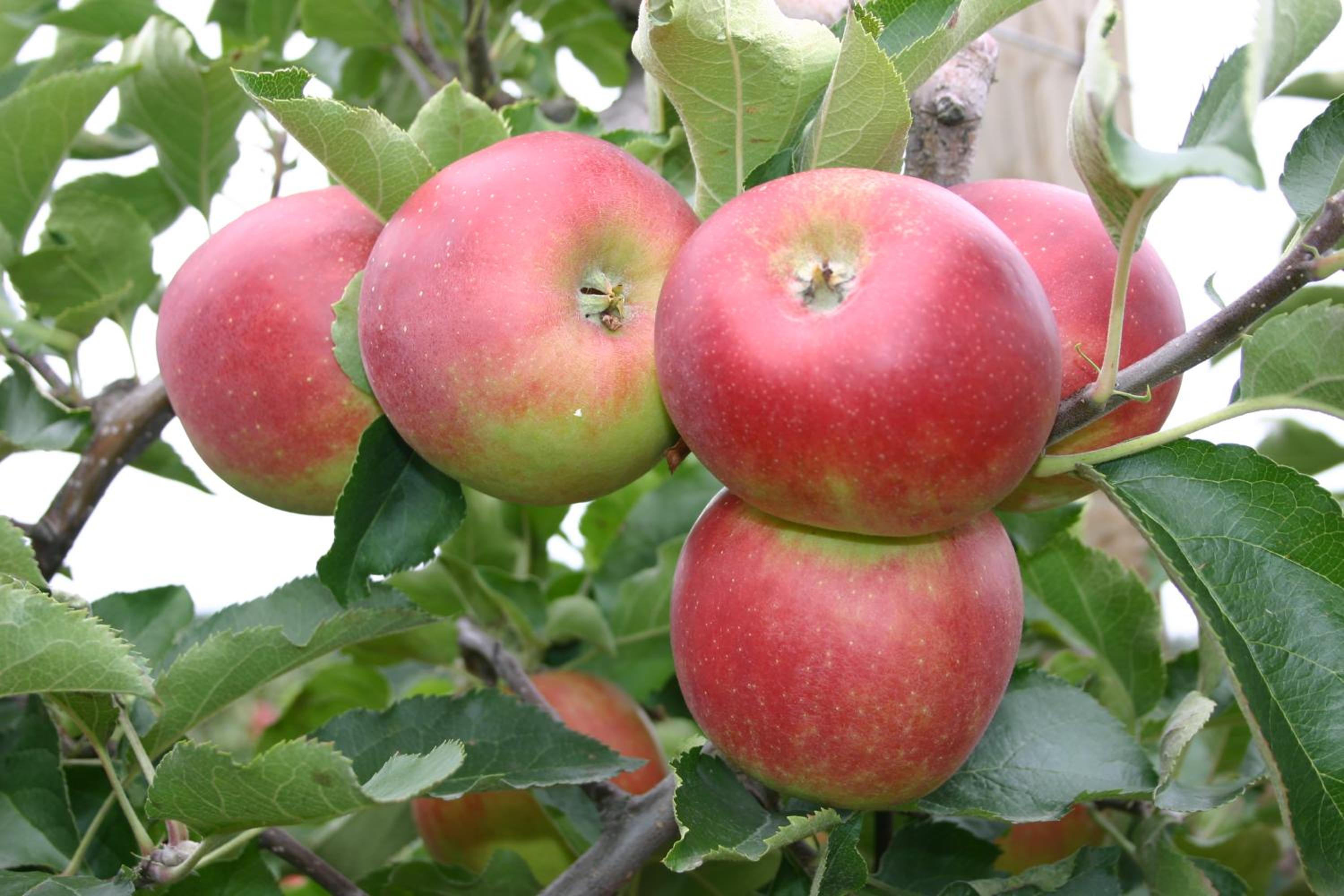 Apfelhof Flieder