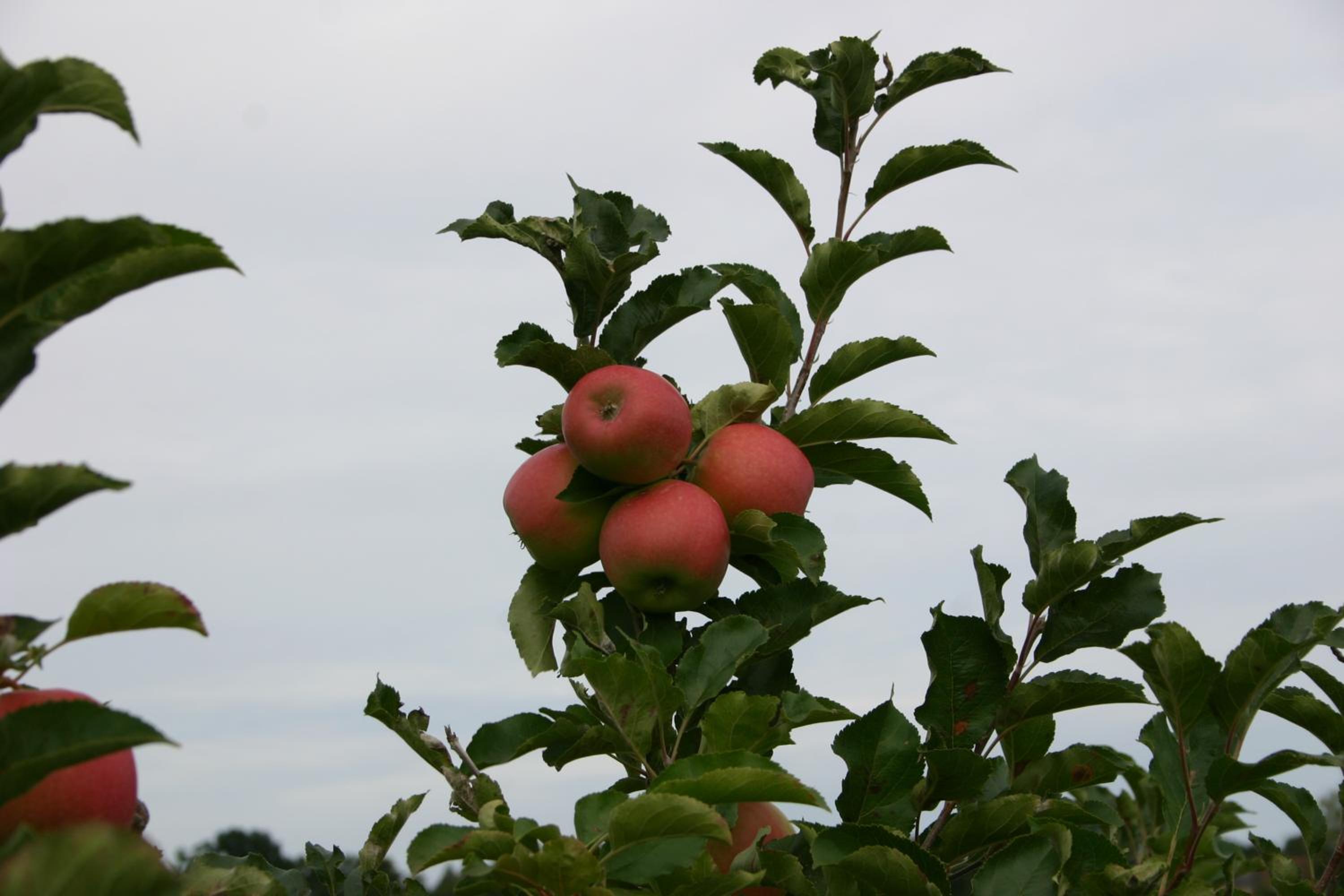 Apfelhof Flieder