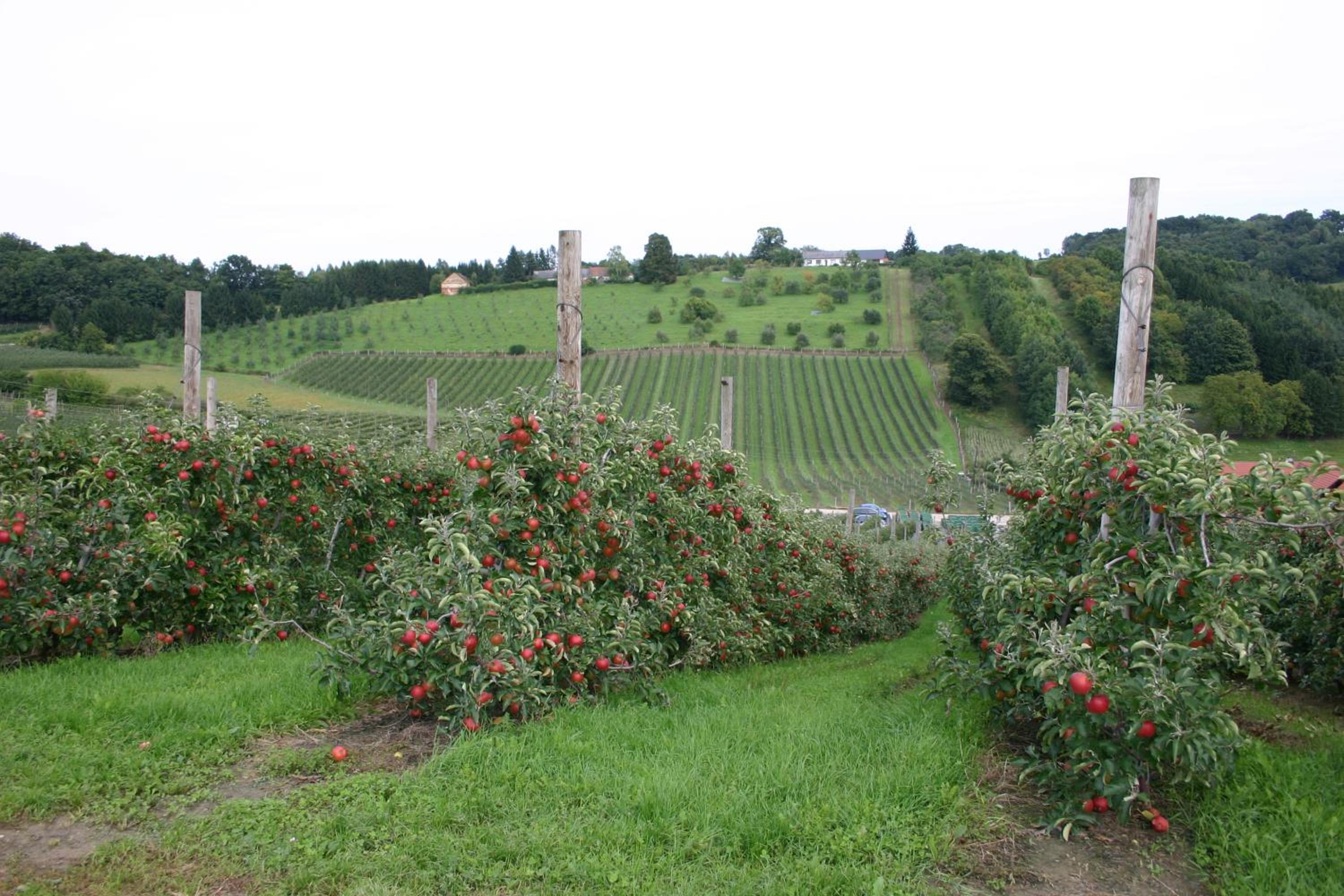 Apfelhof Flieder