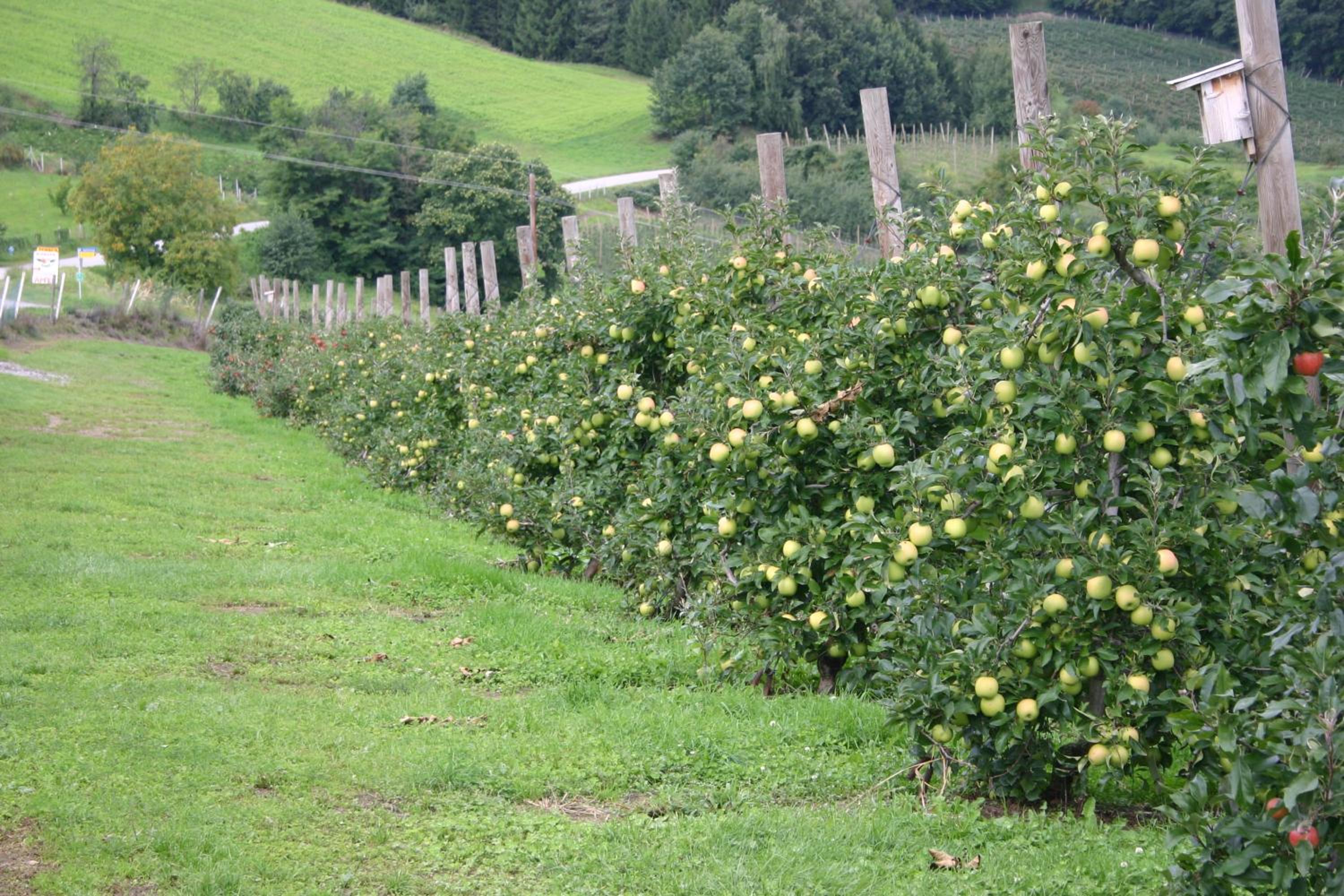 Apfelhof Flieder