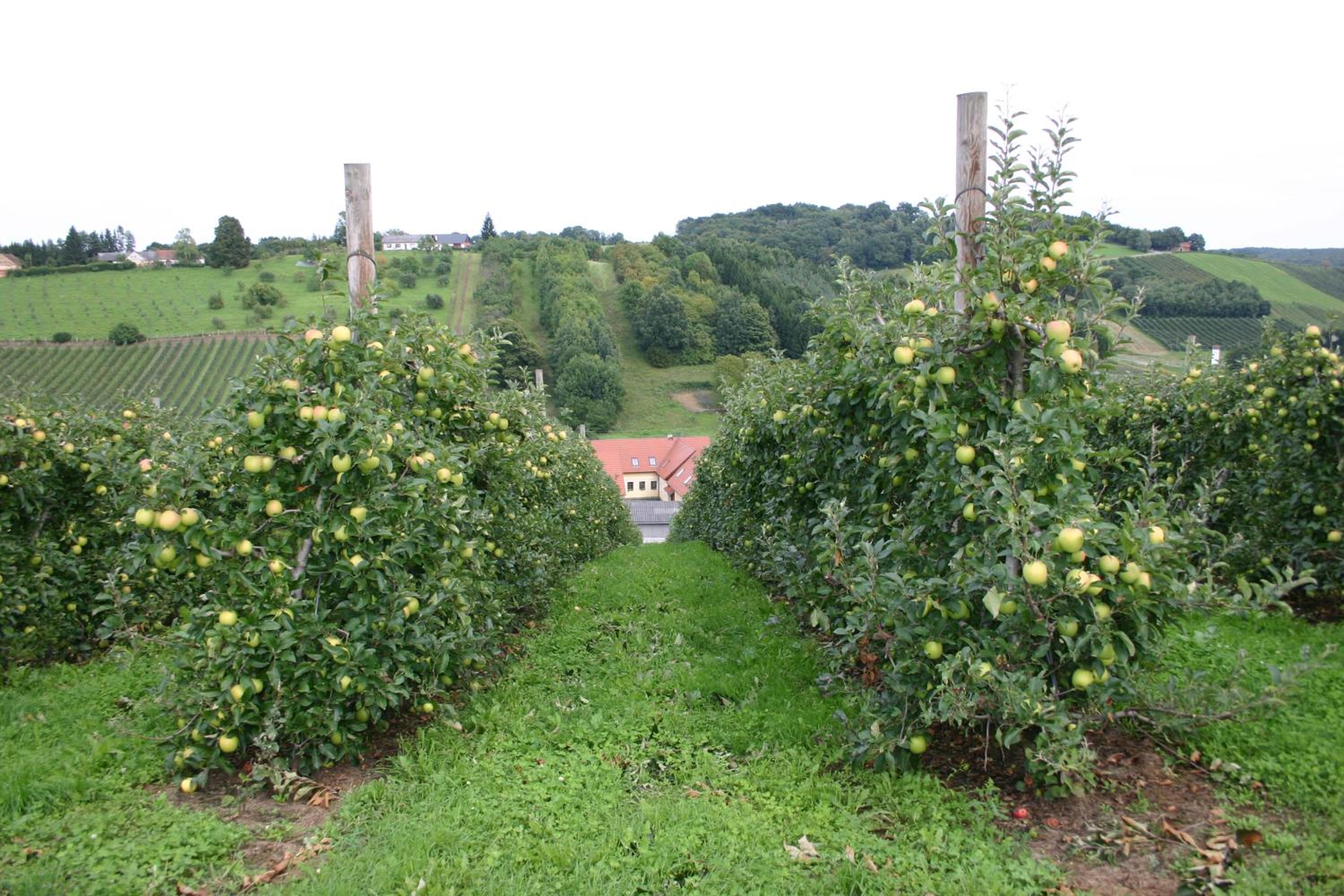 Apfelhof Flieder