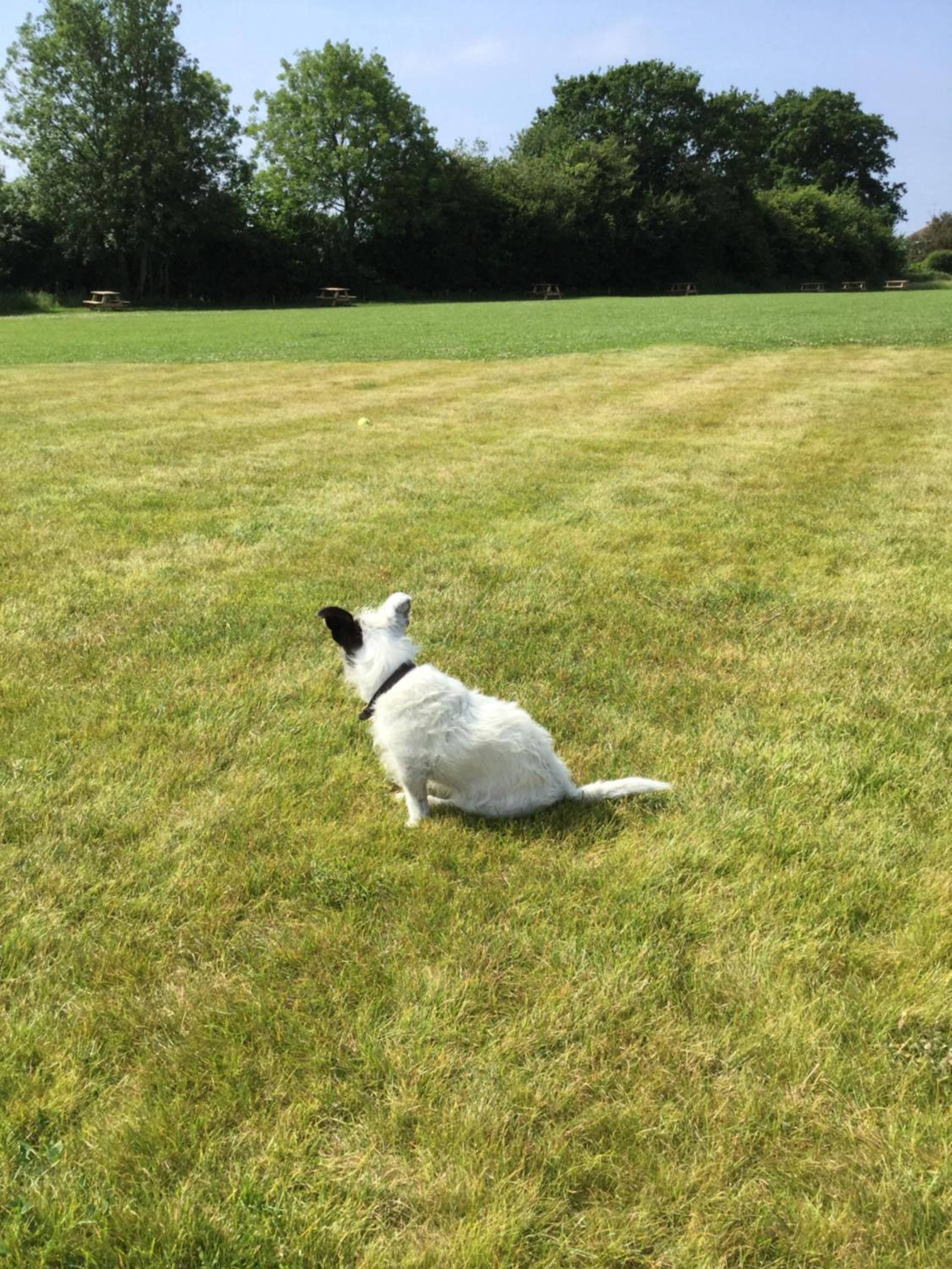 The Old Flower Field view 3