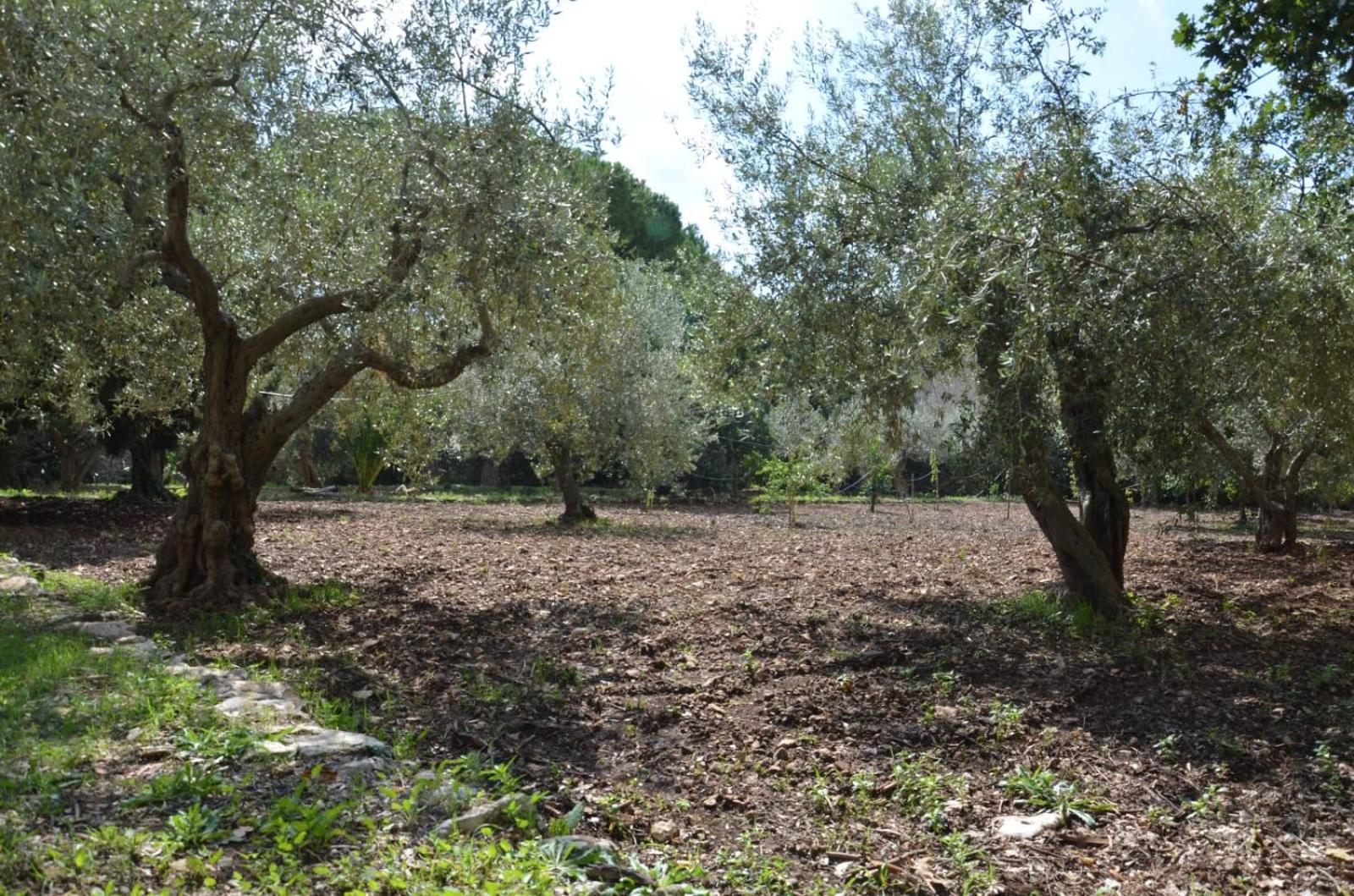 Modica Vacations - Villa Alchea Locazione Turistica - Property Image 23