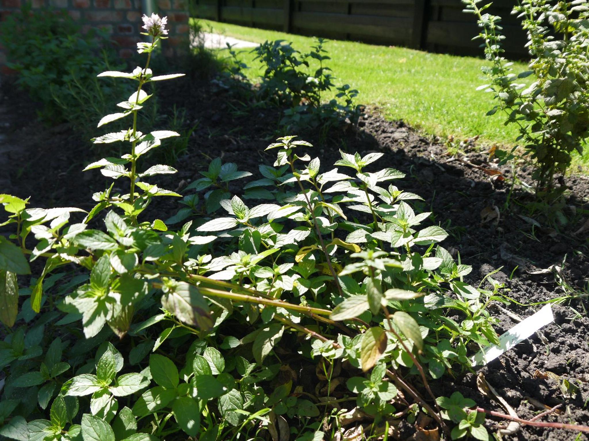 Photo 20