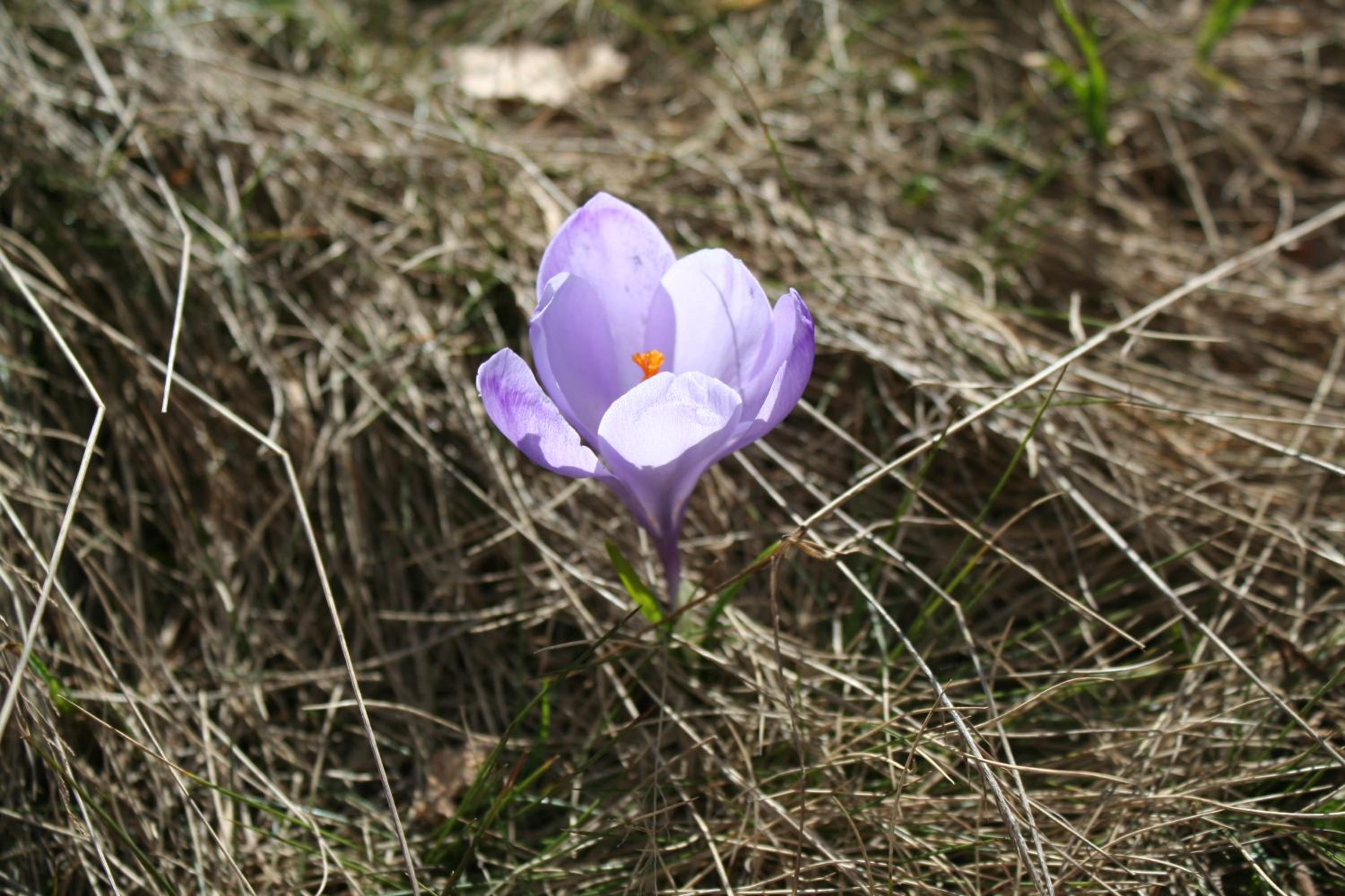 Photo 42