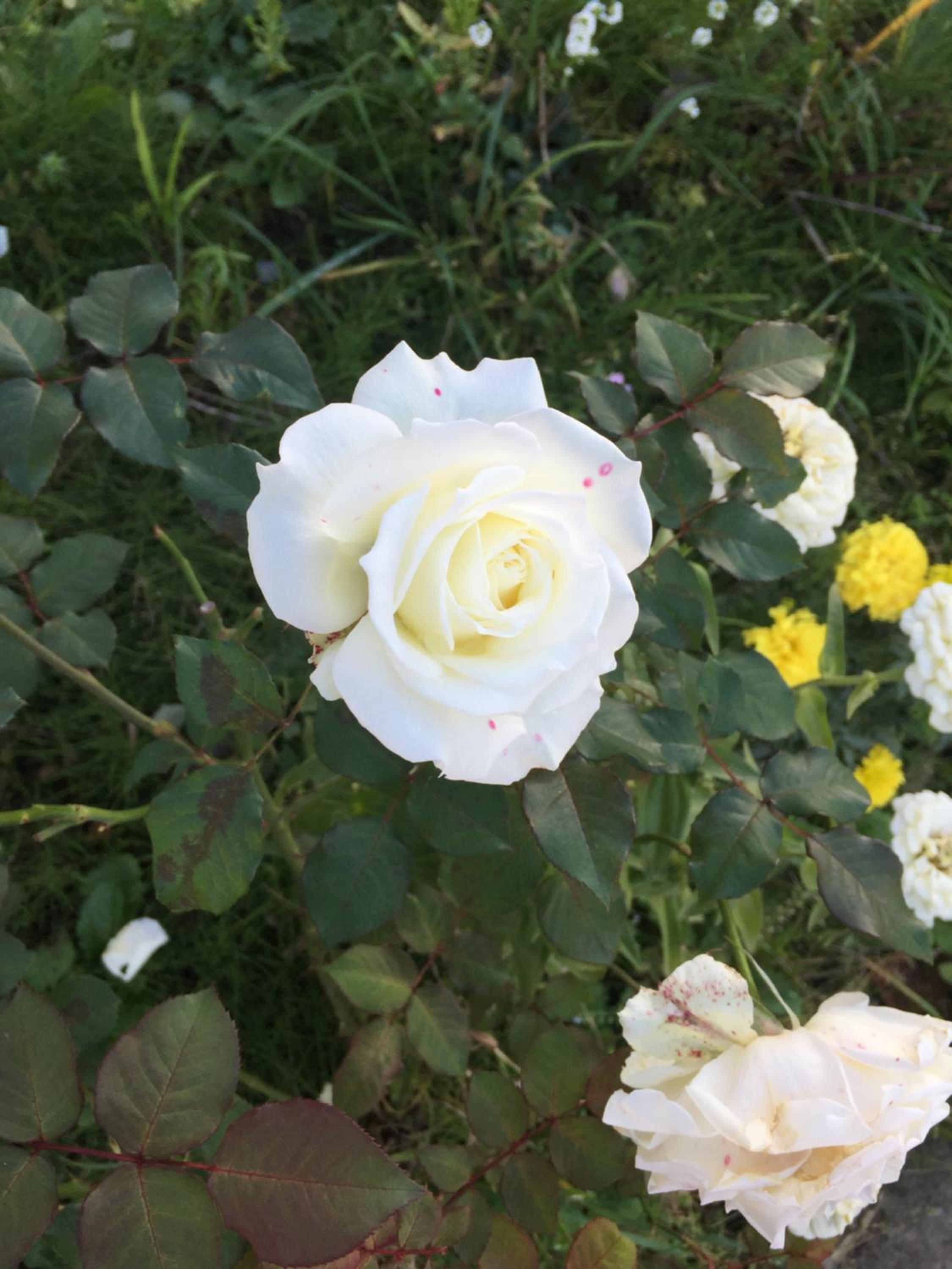 Photo 33