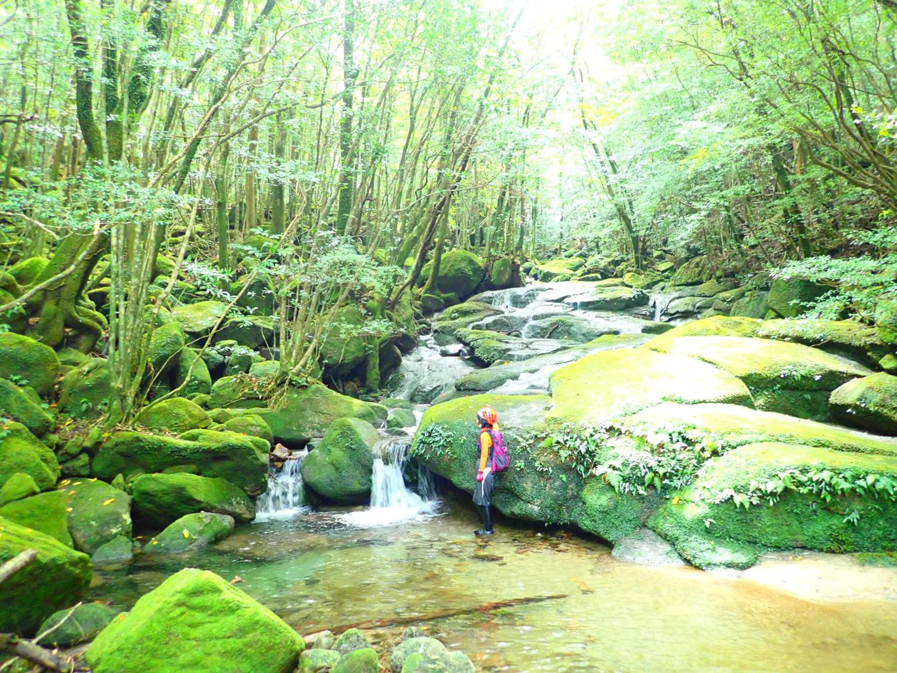 森のフェアリー Cottage Morino Fairy All cotage with open-air bath with sea view or river view