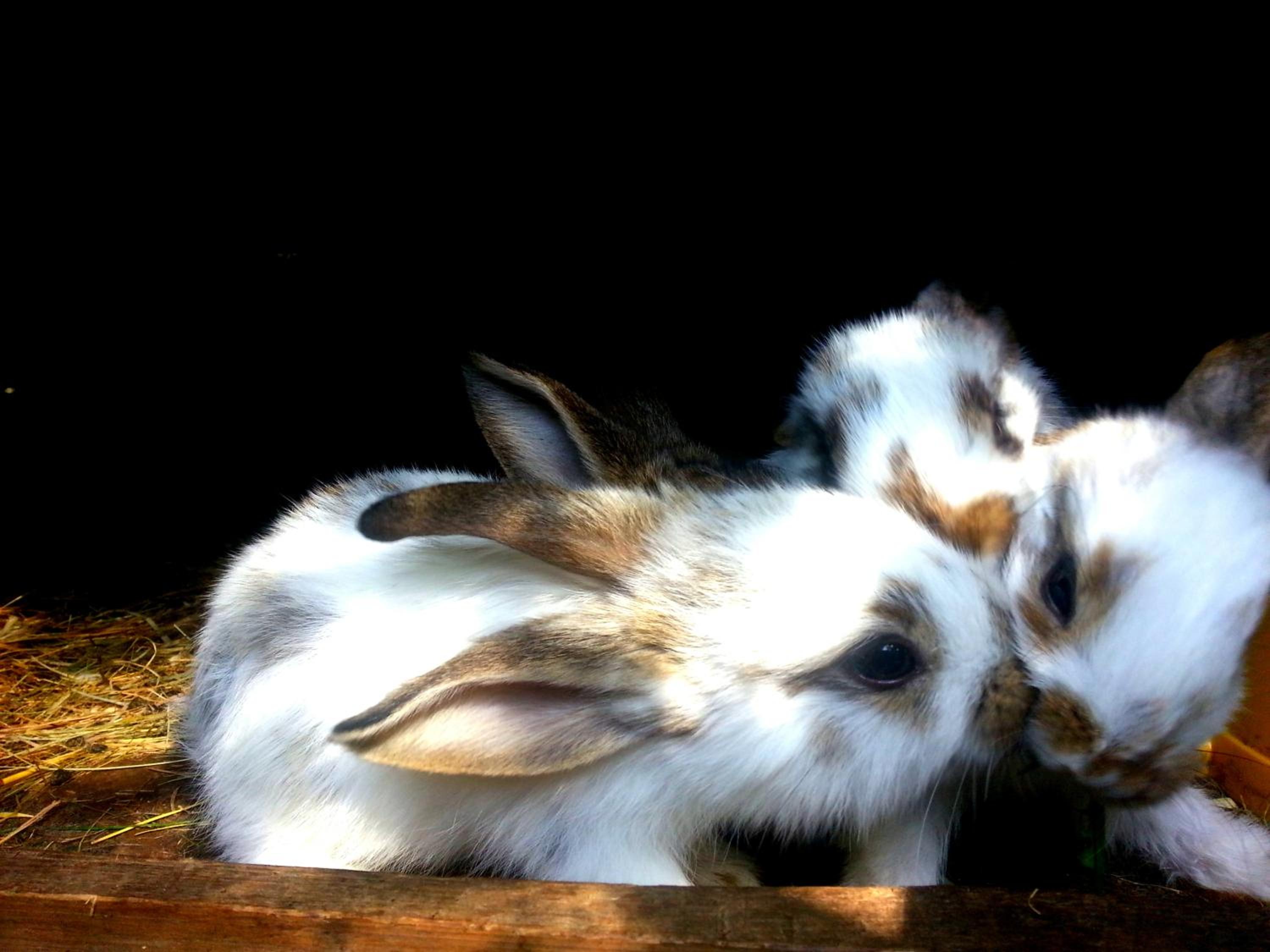 Photo 44