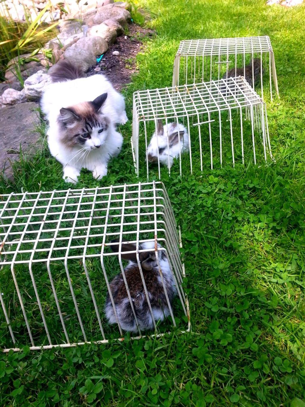 Photo 43