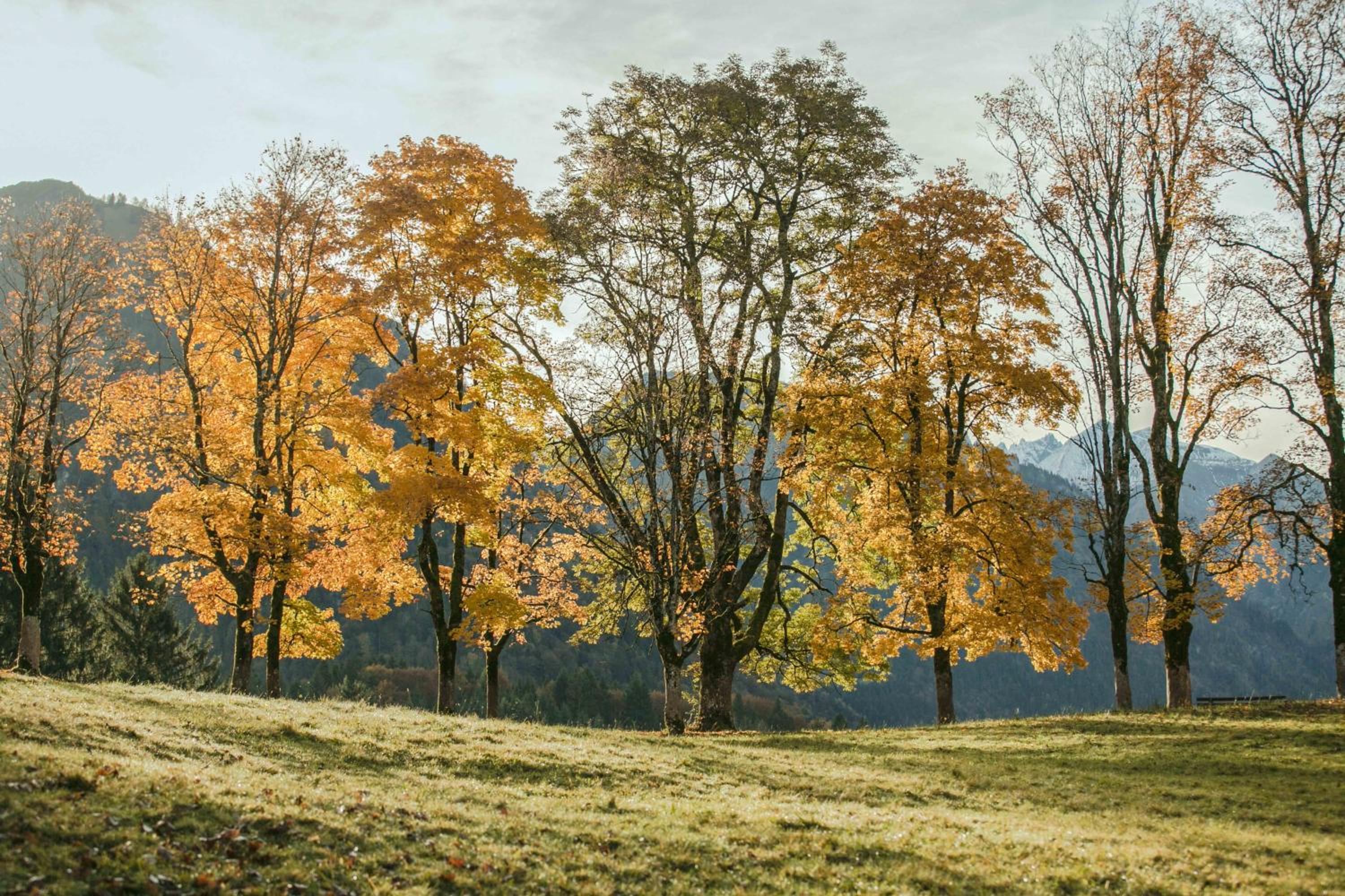 Ferienwohnungen Alpentraum - Landhaus am Bächle