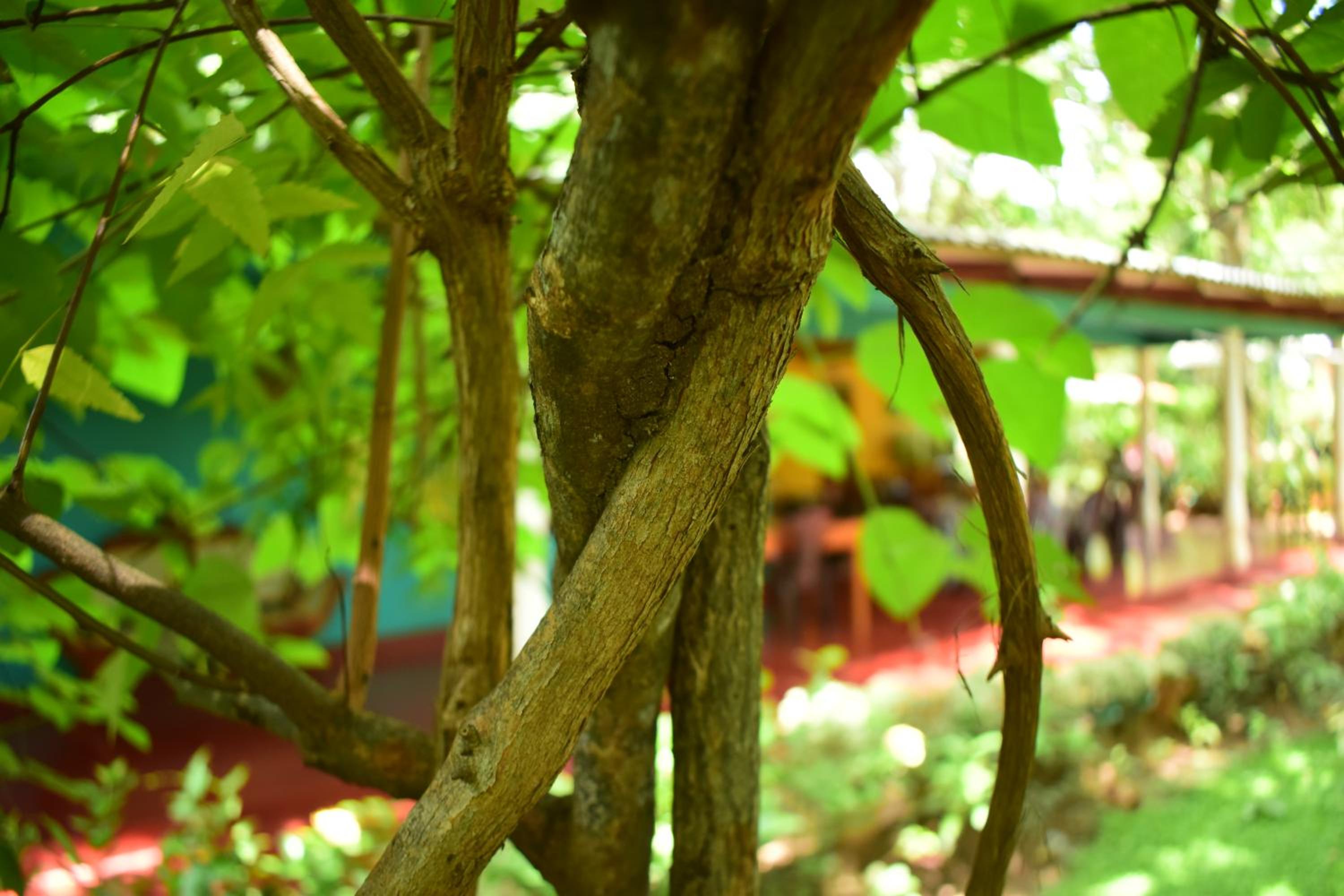 Palitha Homestay