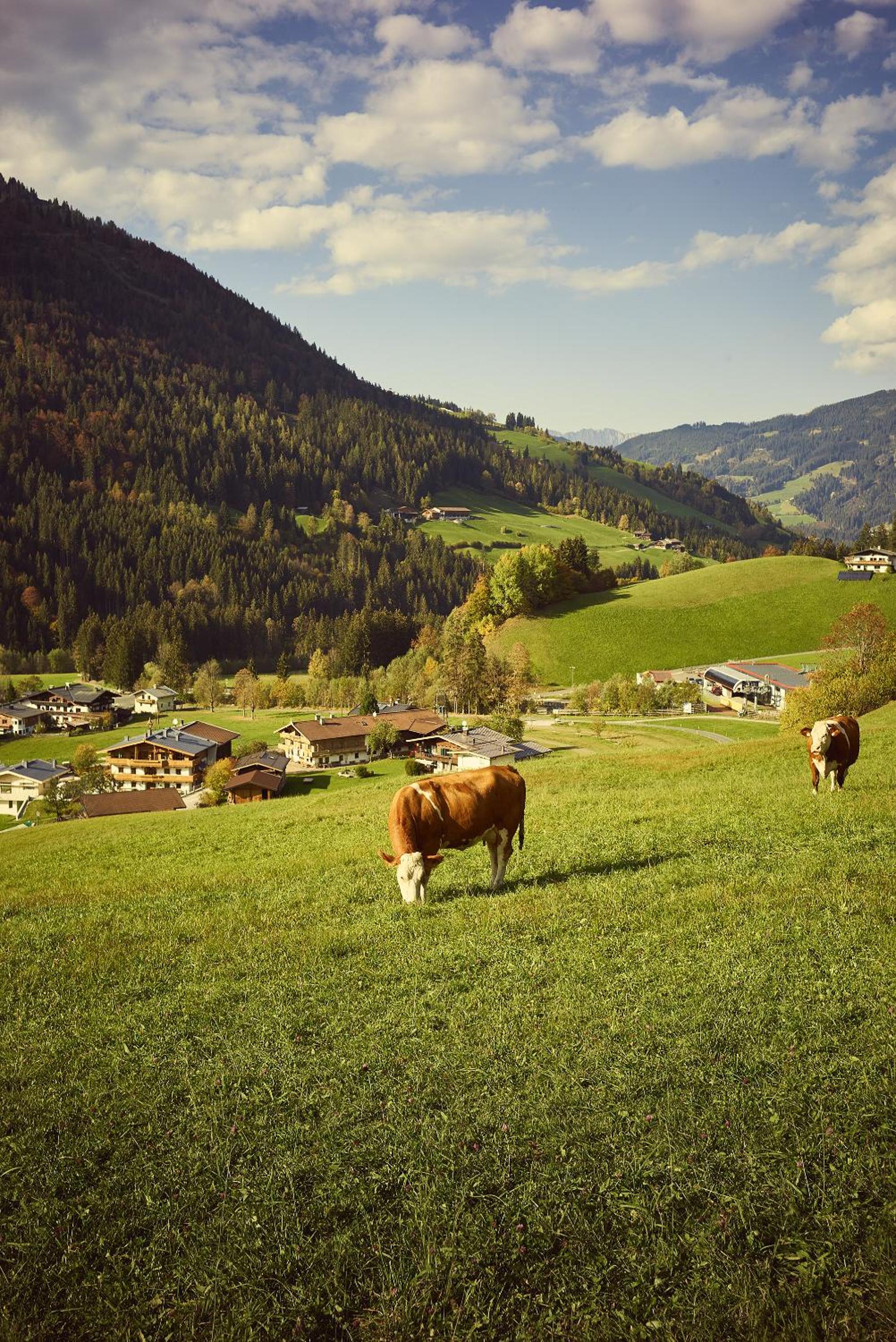 Beim Rohrer