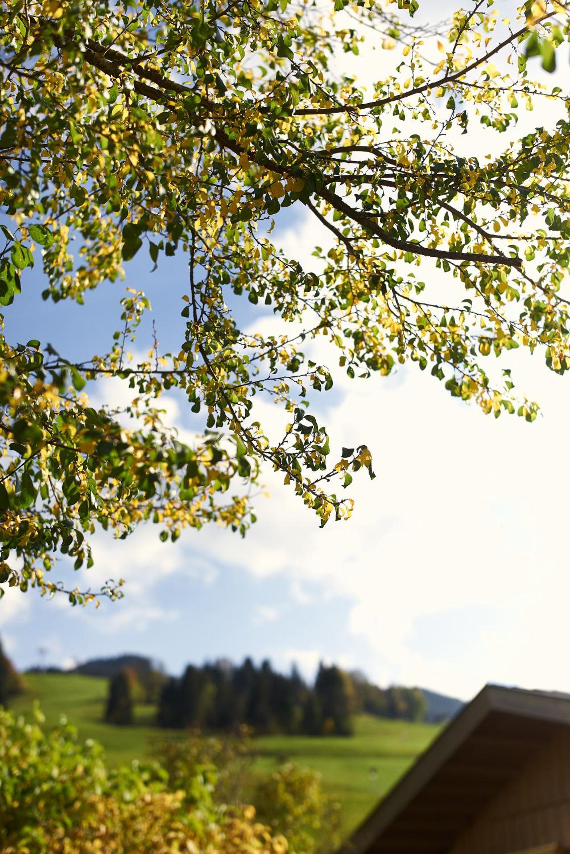 Beim Rohrer